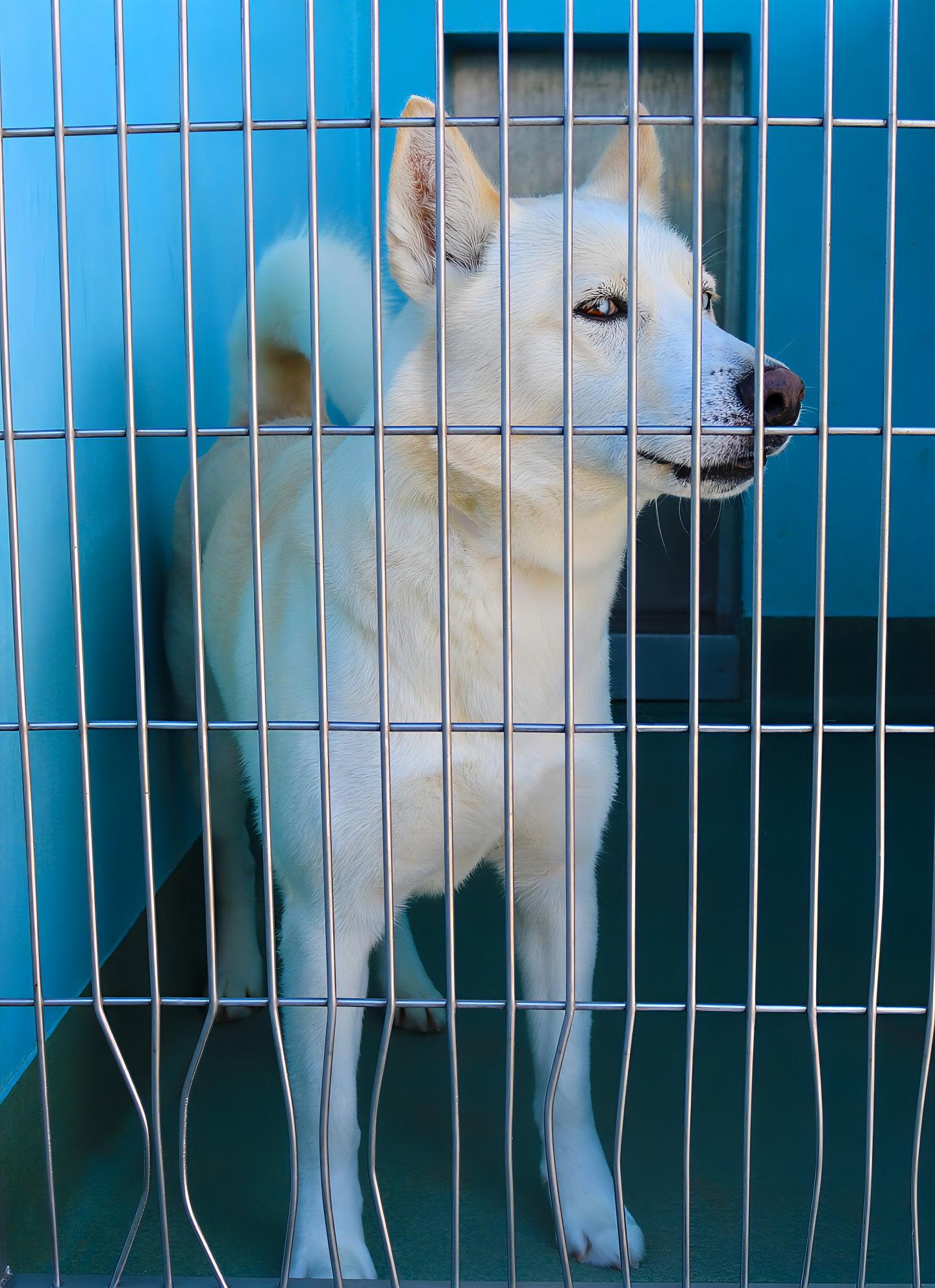 FROSTY, Adoptable, Adult Male Husky.