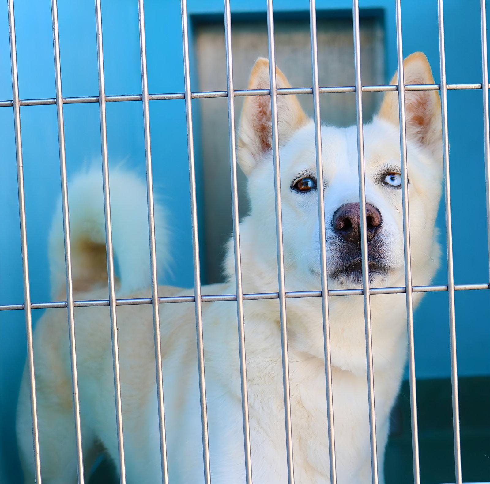 Enlarge FROSTY, a Adoptable Husky in Pasadena, CA image 2/2