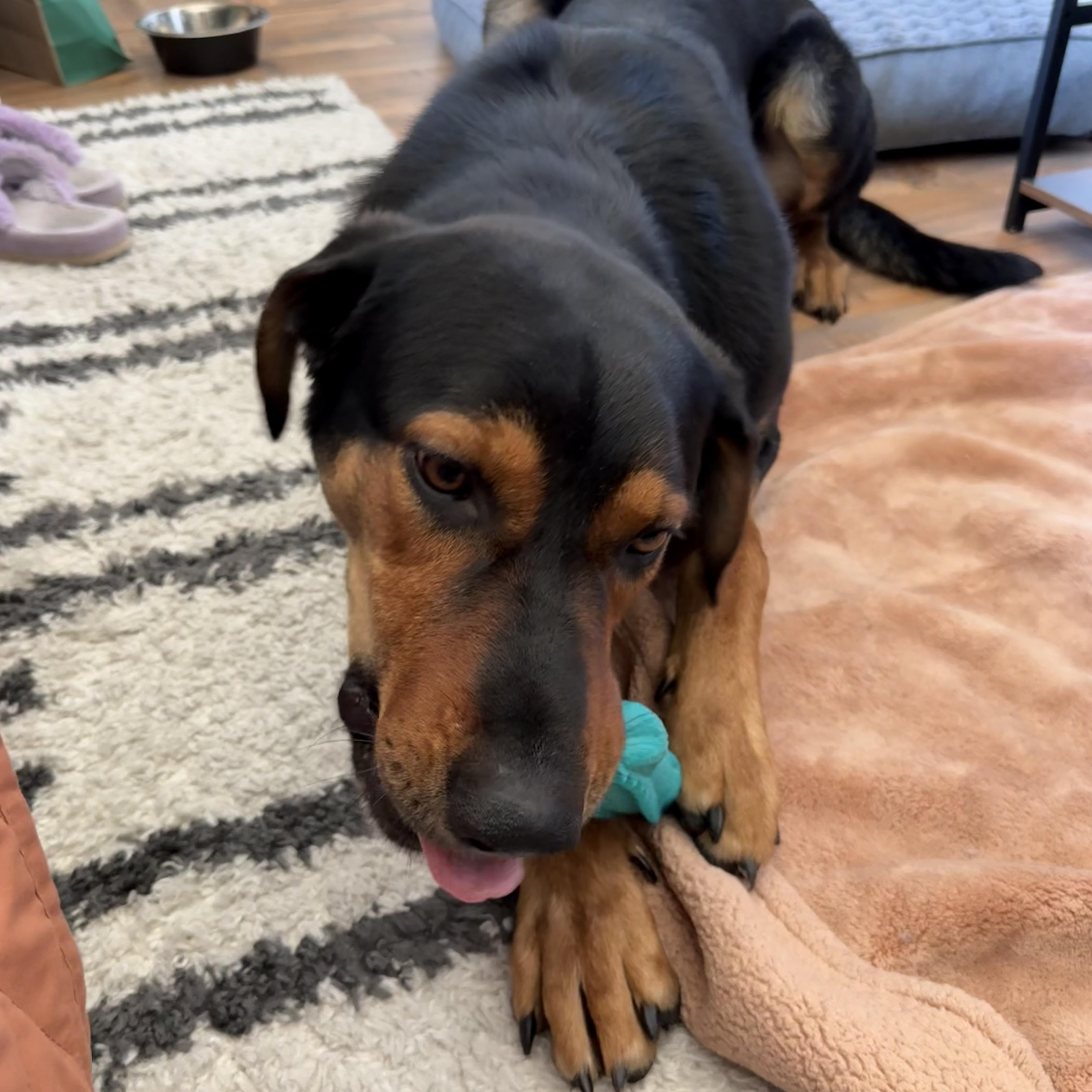 Enlarge Hendrix, a Adoptable mixed breed in Marina del Rey, CA image 3/6