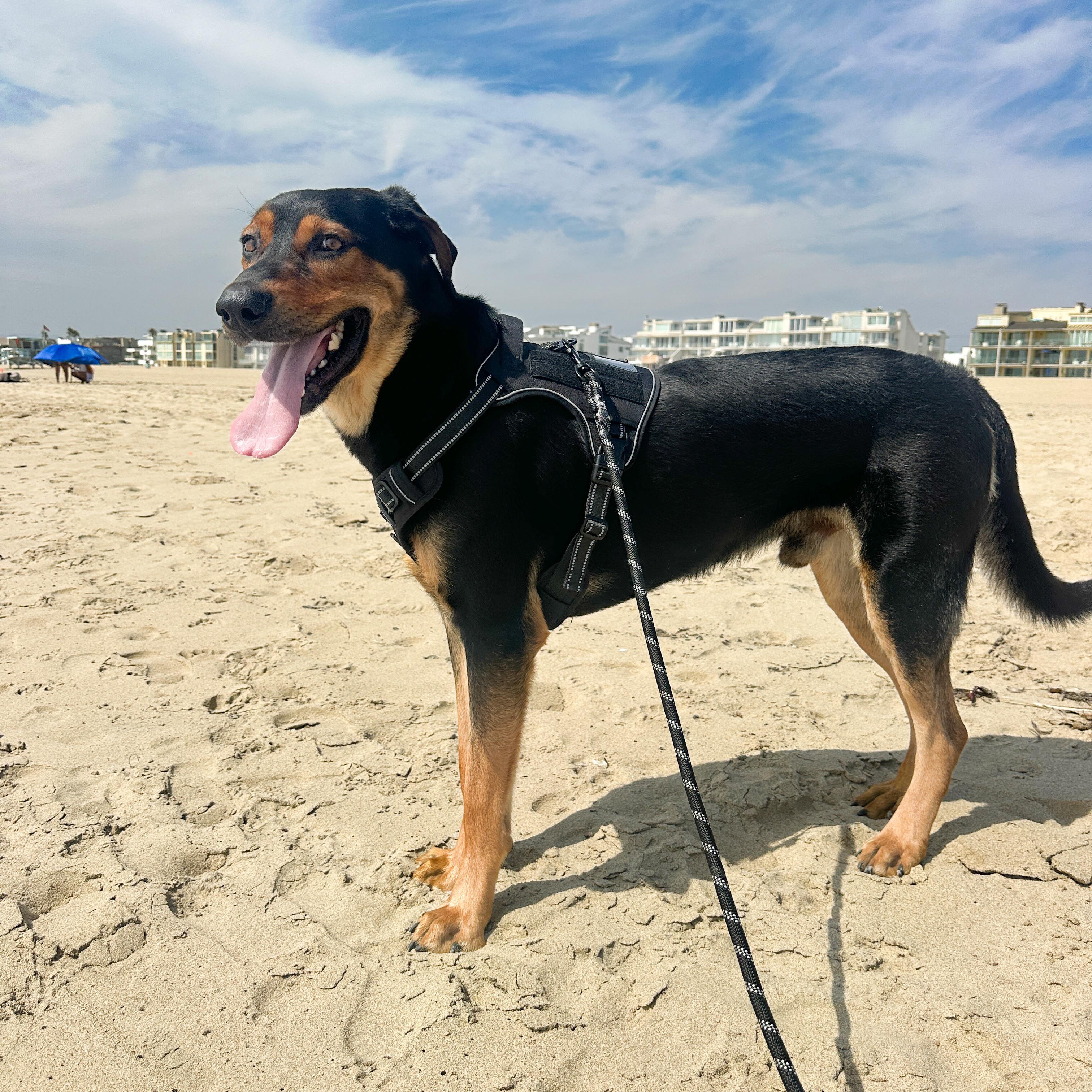 Enlarge Hendrix, a Adoptable mixed breed in Marina del Rey, CA image 2/6