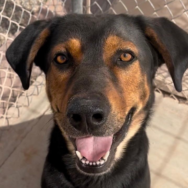 Enlarge Hendrix, a Adoptable mixed breed in Marina del Rey, CA image 1/6