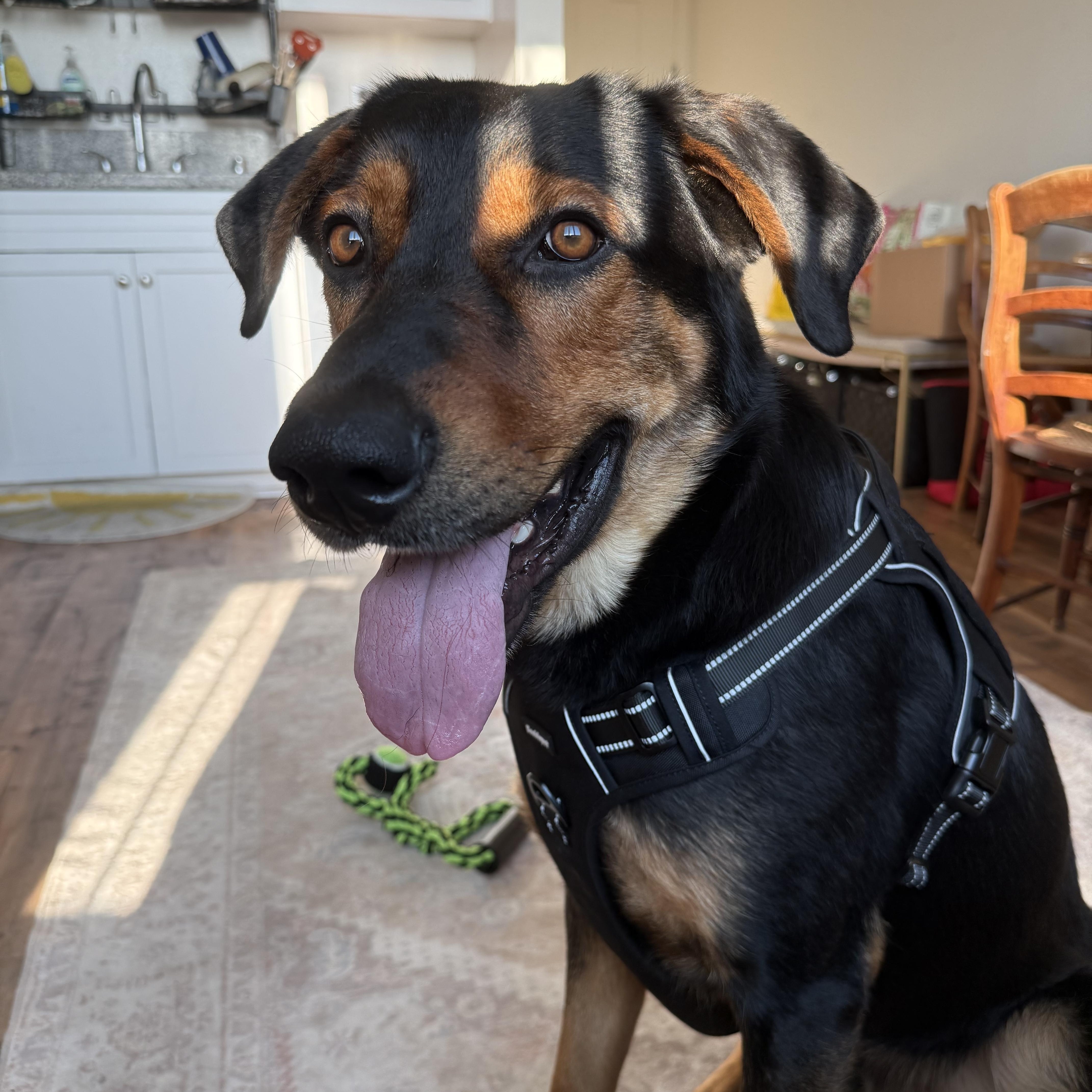 Enlarge Hendrix, a Adoptable mixed breed in Marina del Rey, CA image 4/6