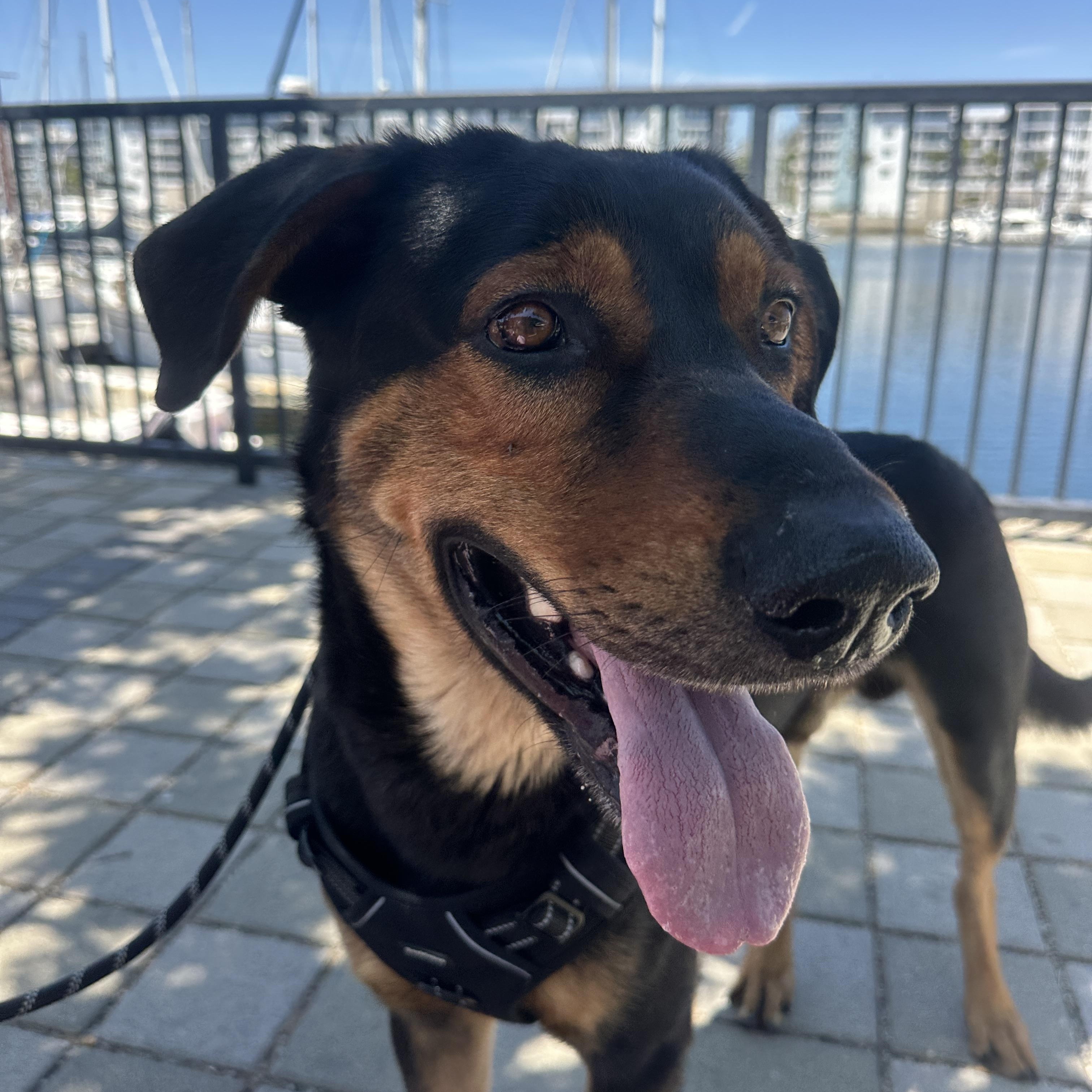 Enlarge Hendrix, a Adoptable mixed breed in Marina del Rey, CA image 5/6