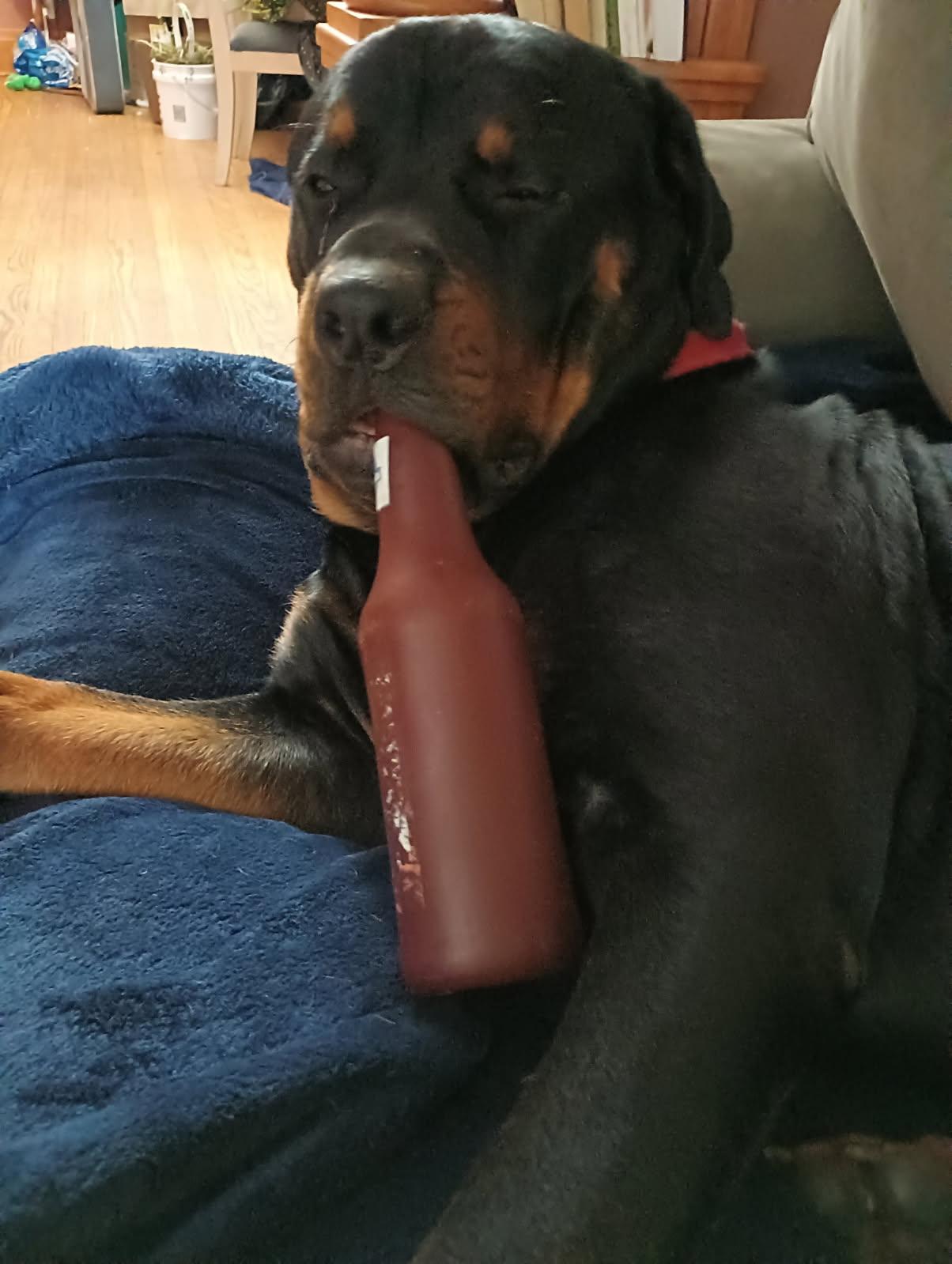 Bruno, a Adopted Rottweiler in Saratoga Springs, NY image 1/5