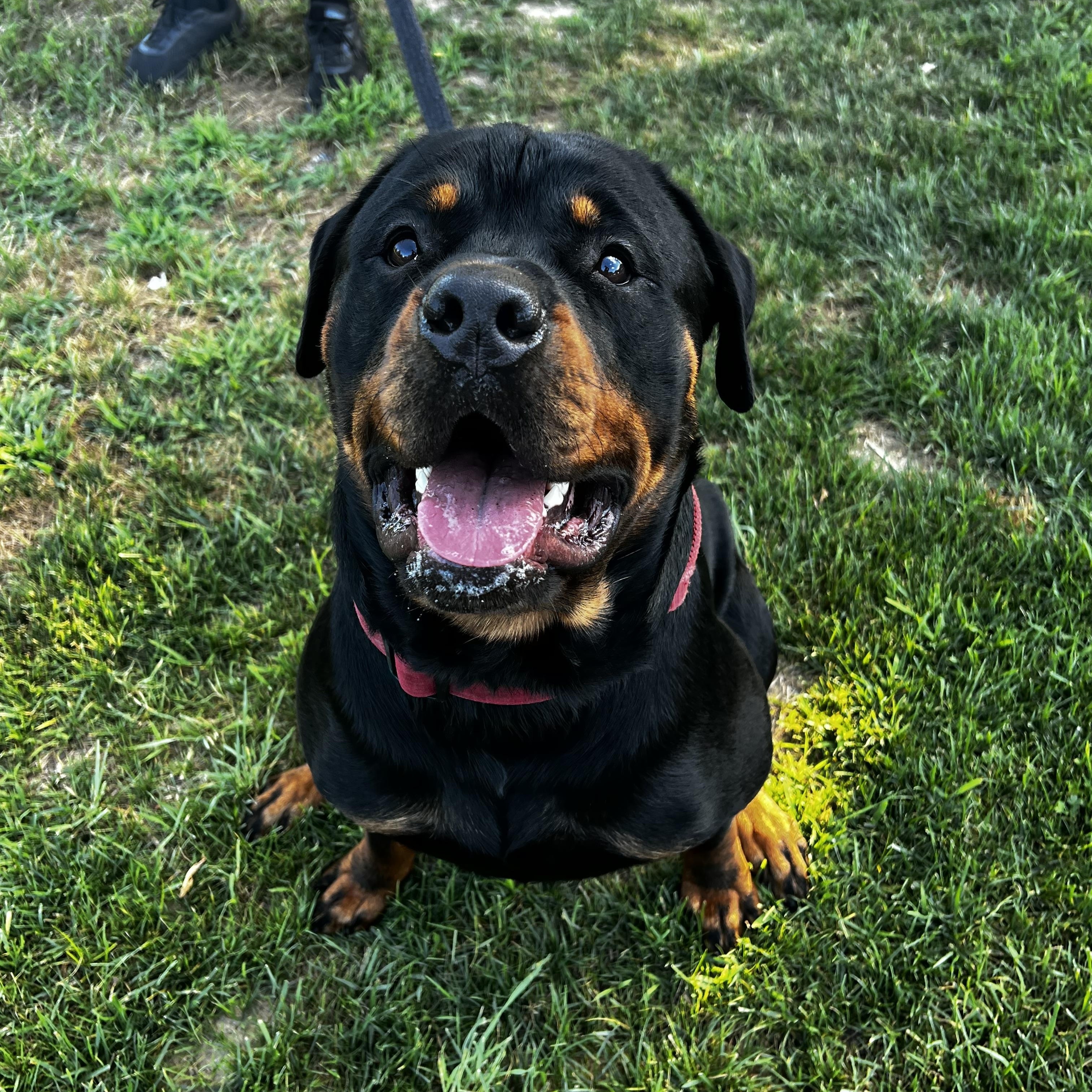 Bruno, a Adopted Rottweiler in Saratoga Springs, NY image 2/5