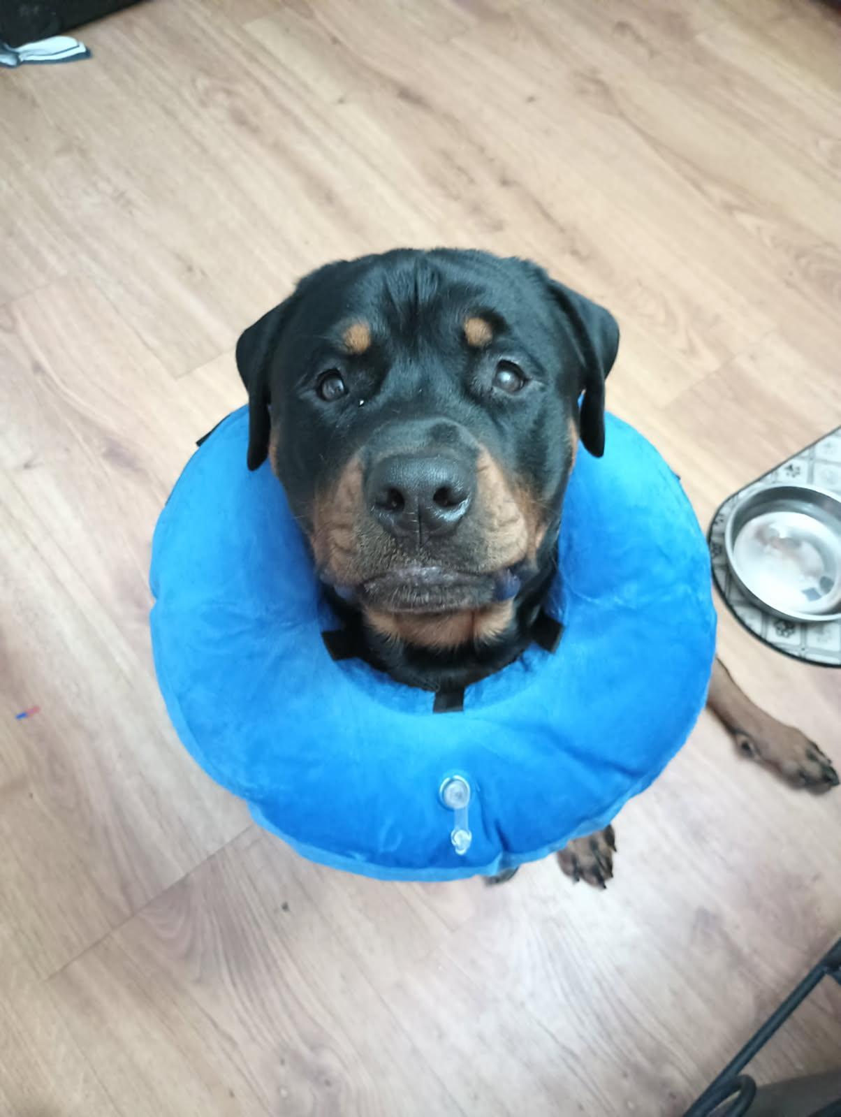 Bruno, a Adopted Rottweiler in Saratoga Springs, NY image 3/5