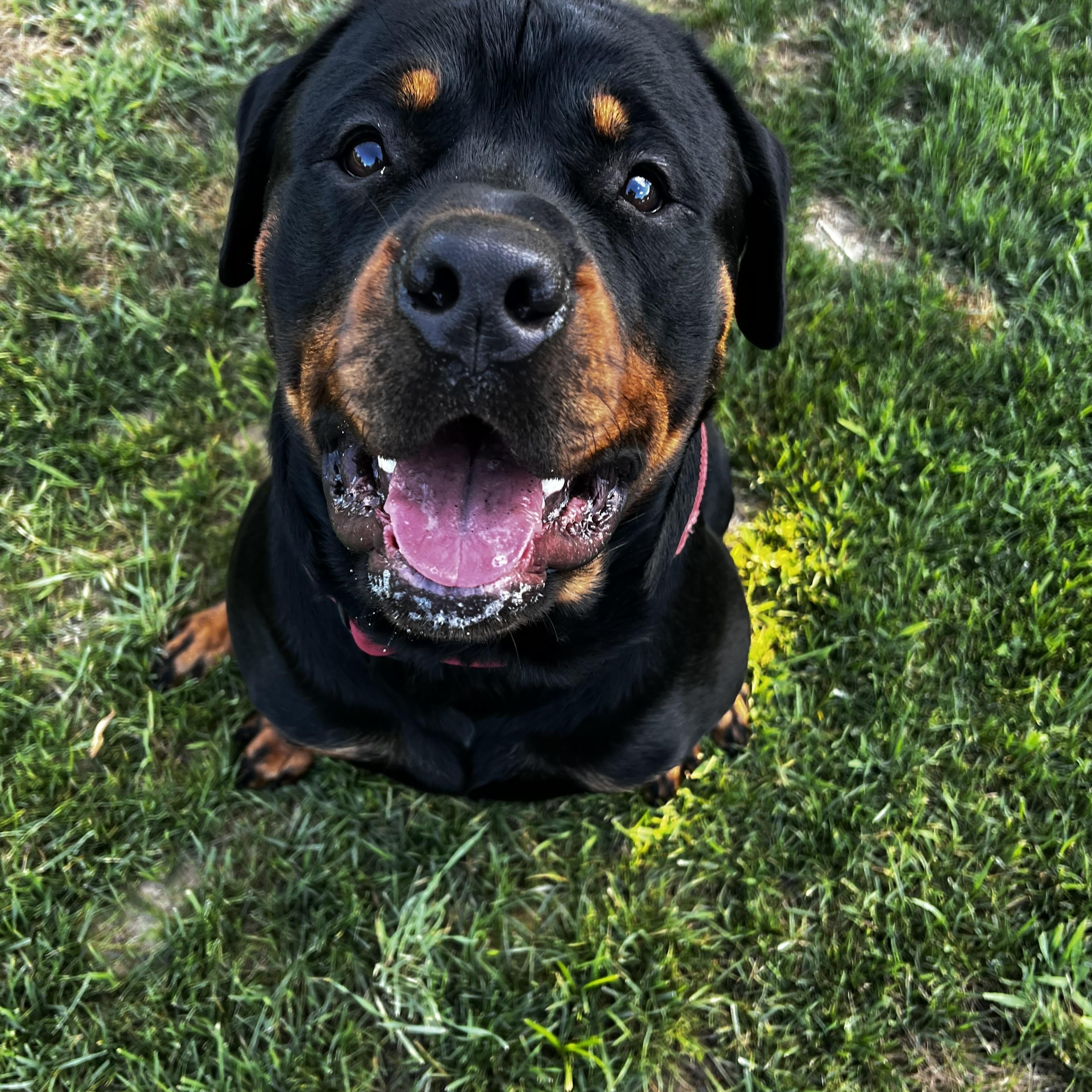 Bruno, a Adopted Rottweiler in Saratoga Springs, NY image 4/5