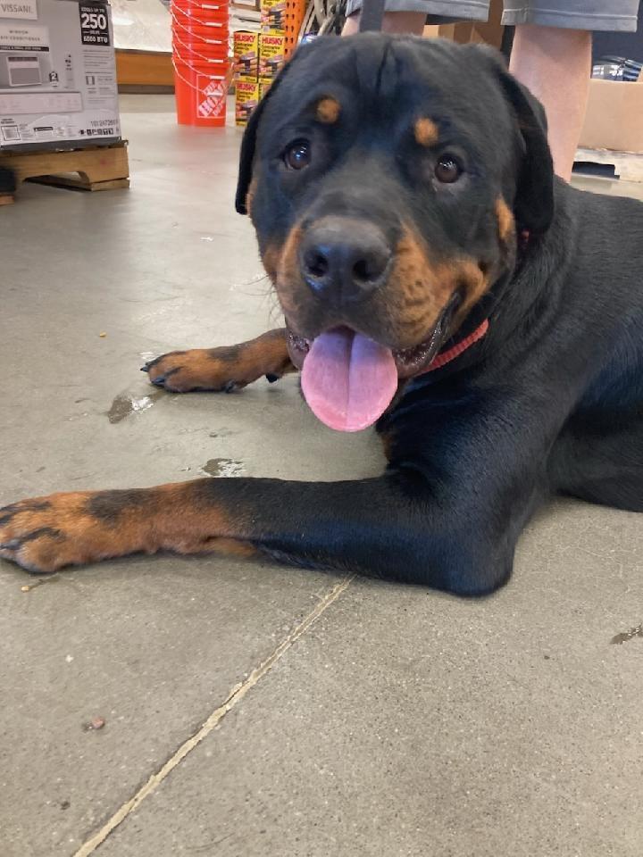 Bruno, a Adopted Rottweiler in Saratoga Springs, NY image 5/5