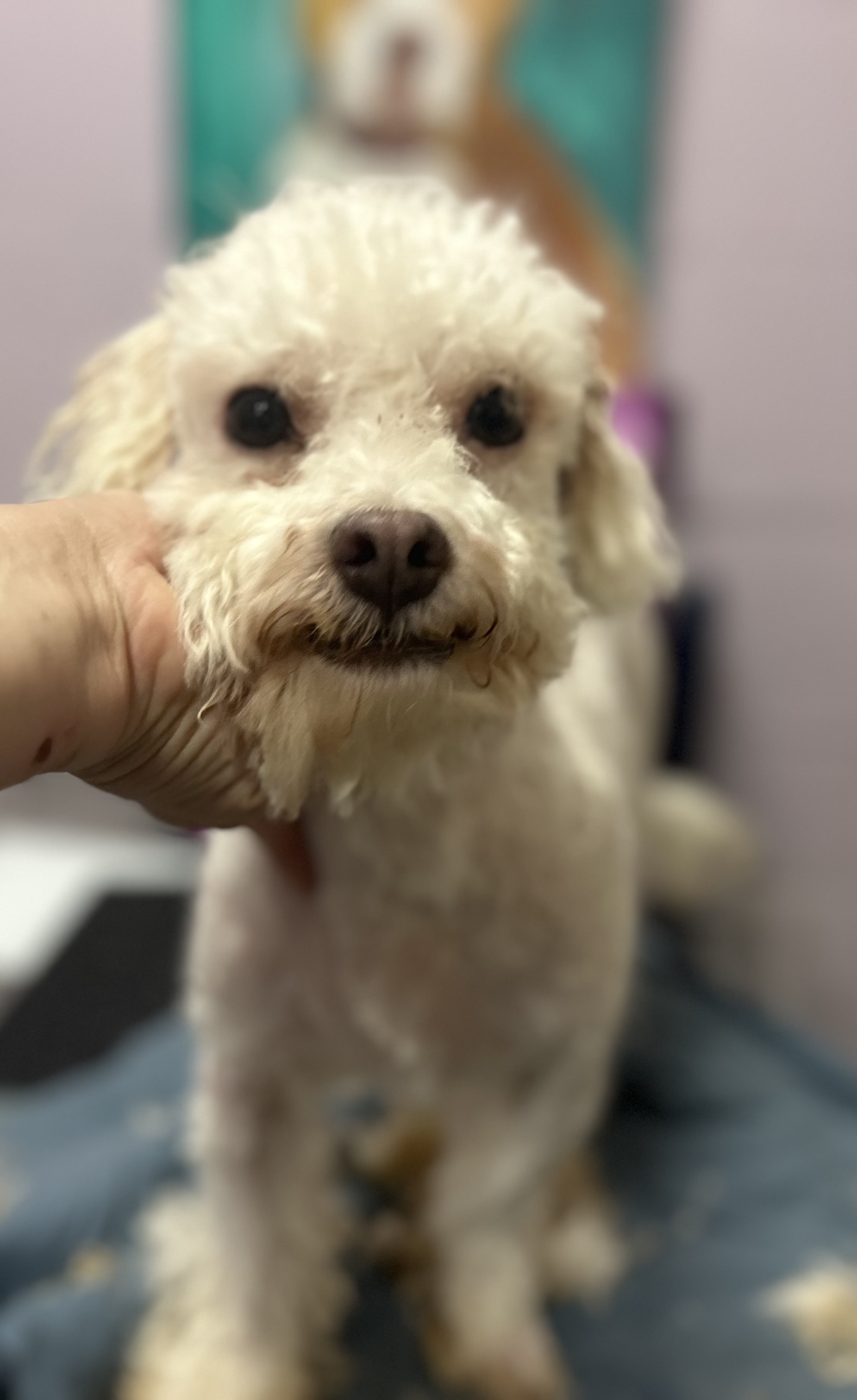 Alabaster-PUPPYMILL RESCUE, a Adoptable Bichon Frise in Oak Ridge, NJ image 1/2
