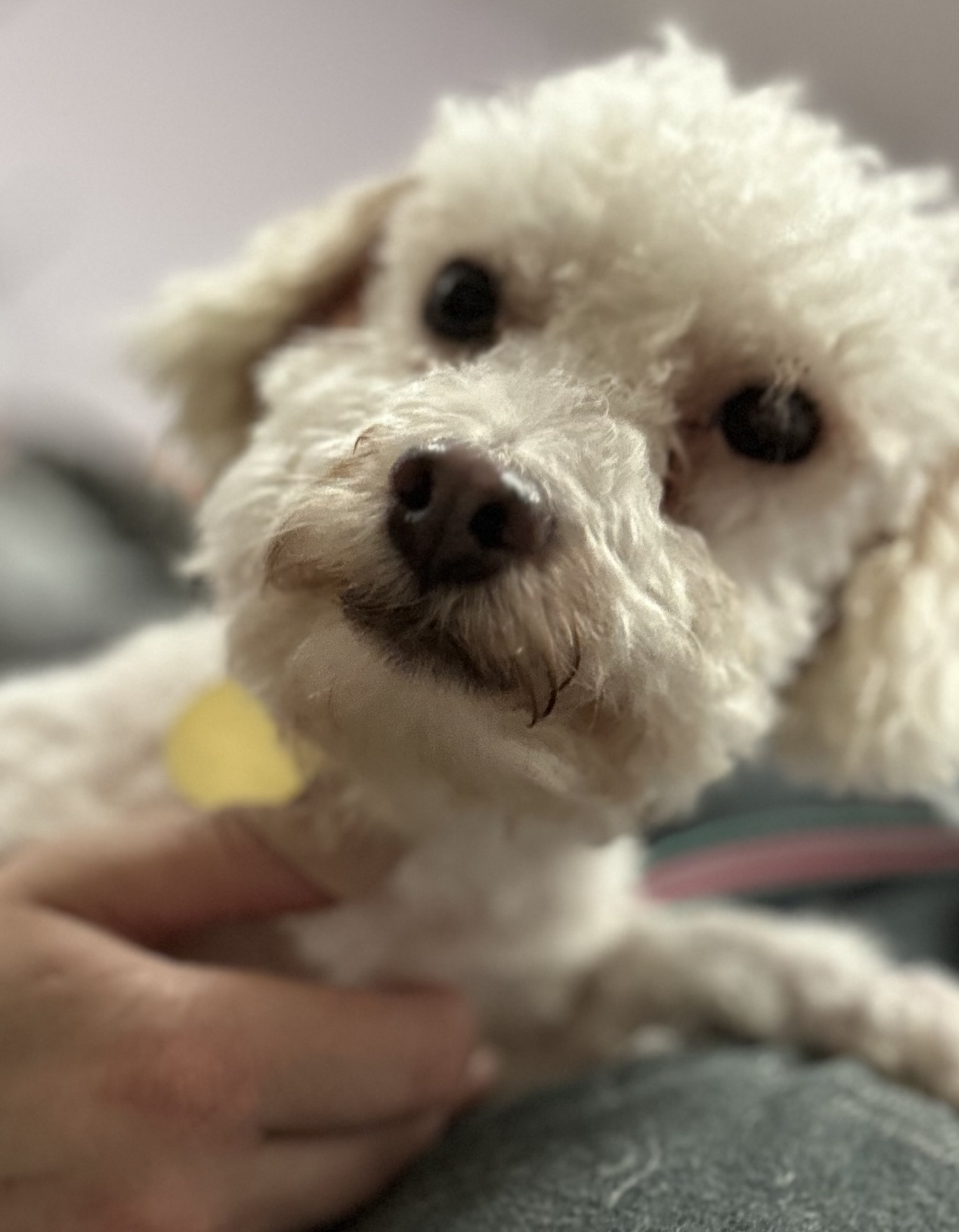 Alabaster-PUPPYMILL RESCUE, a Adoptable Bichon Frise in Oak Ridge, NJ image 2/2