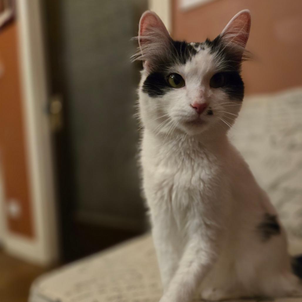 Enlarge Marilyn, a Adoptable mixed breed in Chicago, IL image 2/6