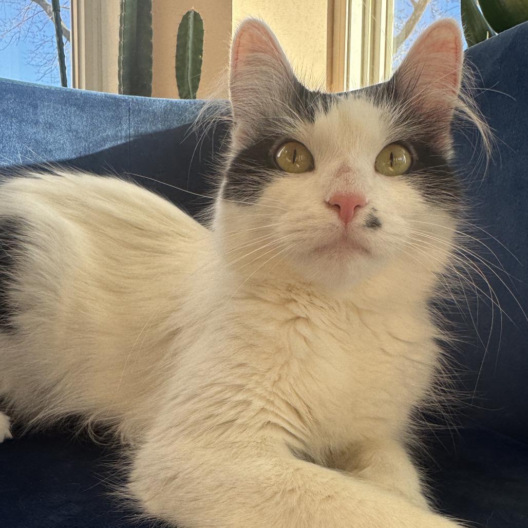 Enlarge Marilyn, a Adoptable mixed breed in Chicago, IL image 2/6