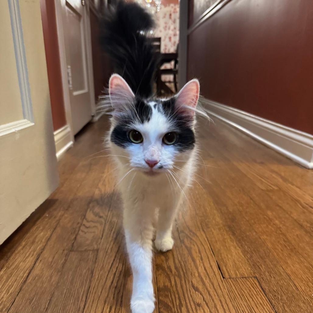 Marilyn, Adoptable, Young Female Domestic Medium Hair.