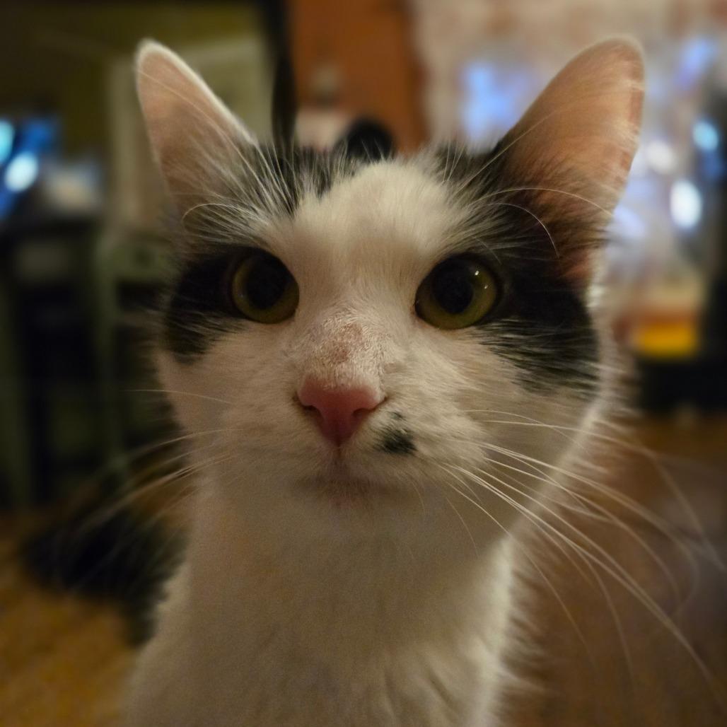 Enlarge Marilyn, a Adoptable mixed breed in Chicago, IL image 3/6