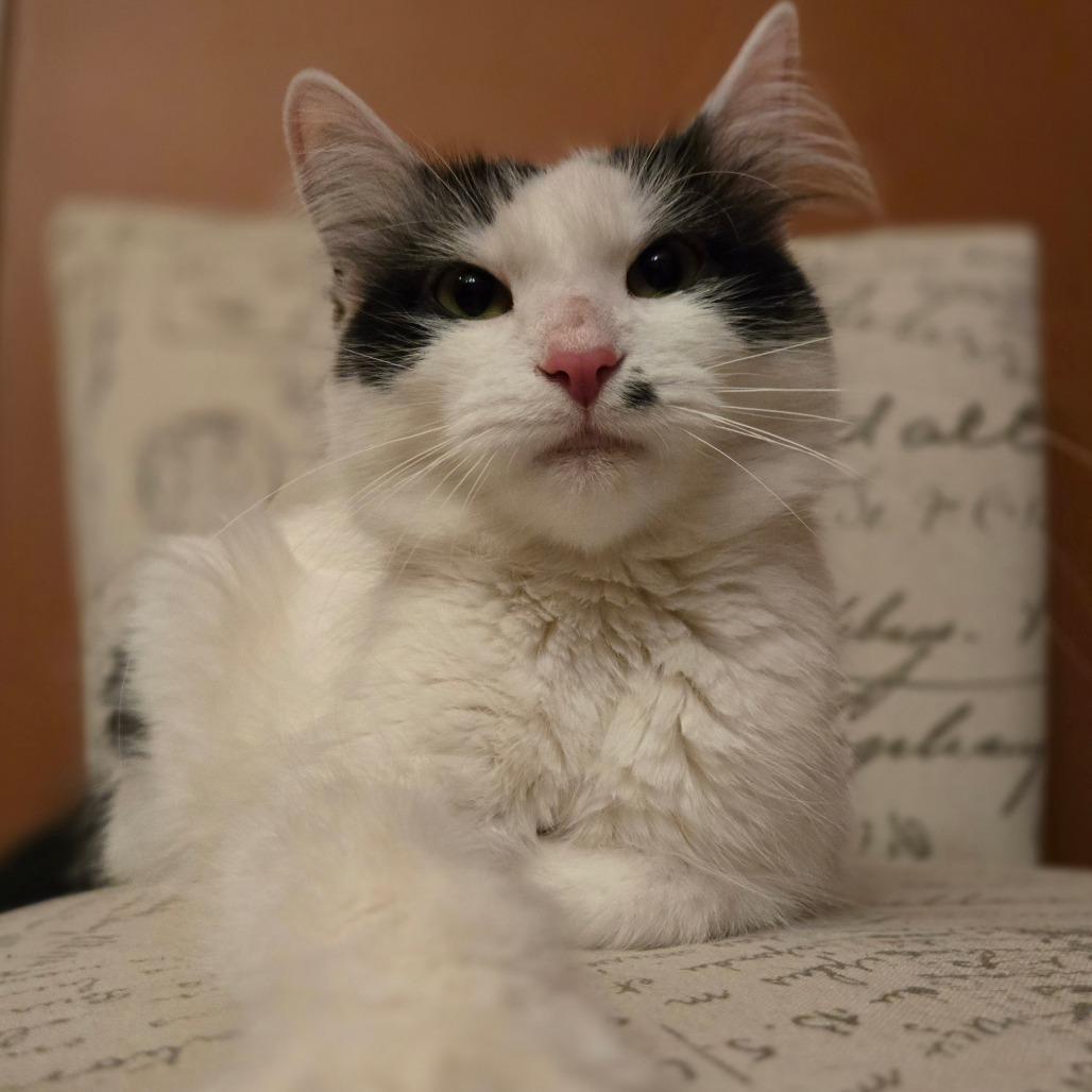 Enlarge Marilyn, a Adoptable mixed breed in Chicago, IL image 4/6