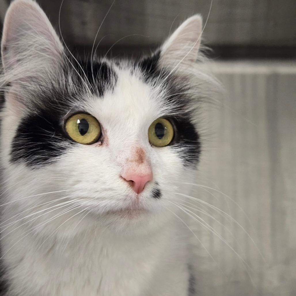 Enlarge Marilyn, a Adoptable mixed breed in Chicago, IL image 6/6