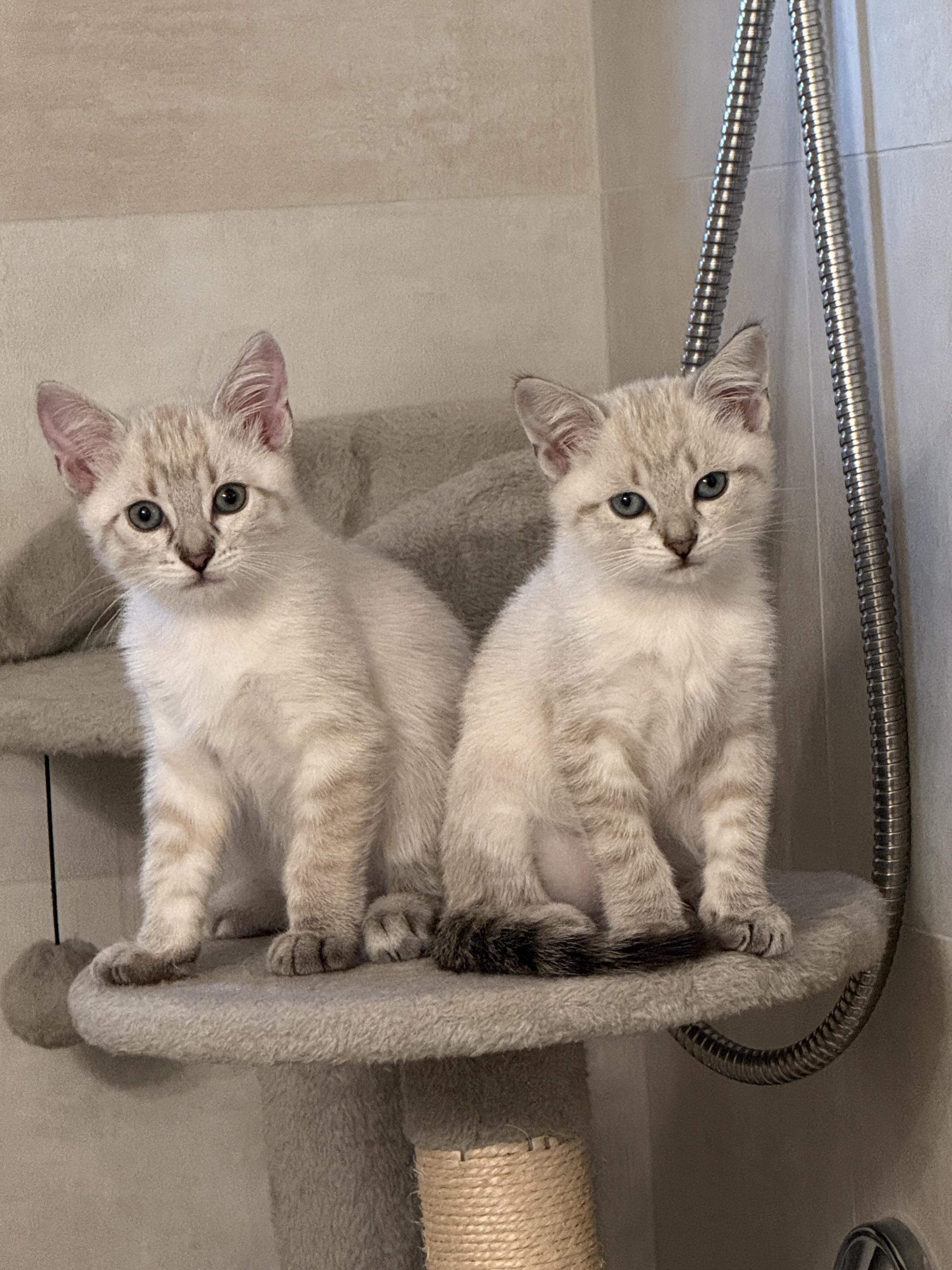 Enlarge Ivy & Bean - BONDED PAIR, a Adopted mixed breed in San Jose, CA image 4/4