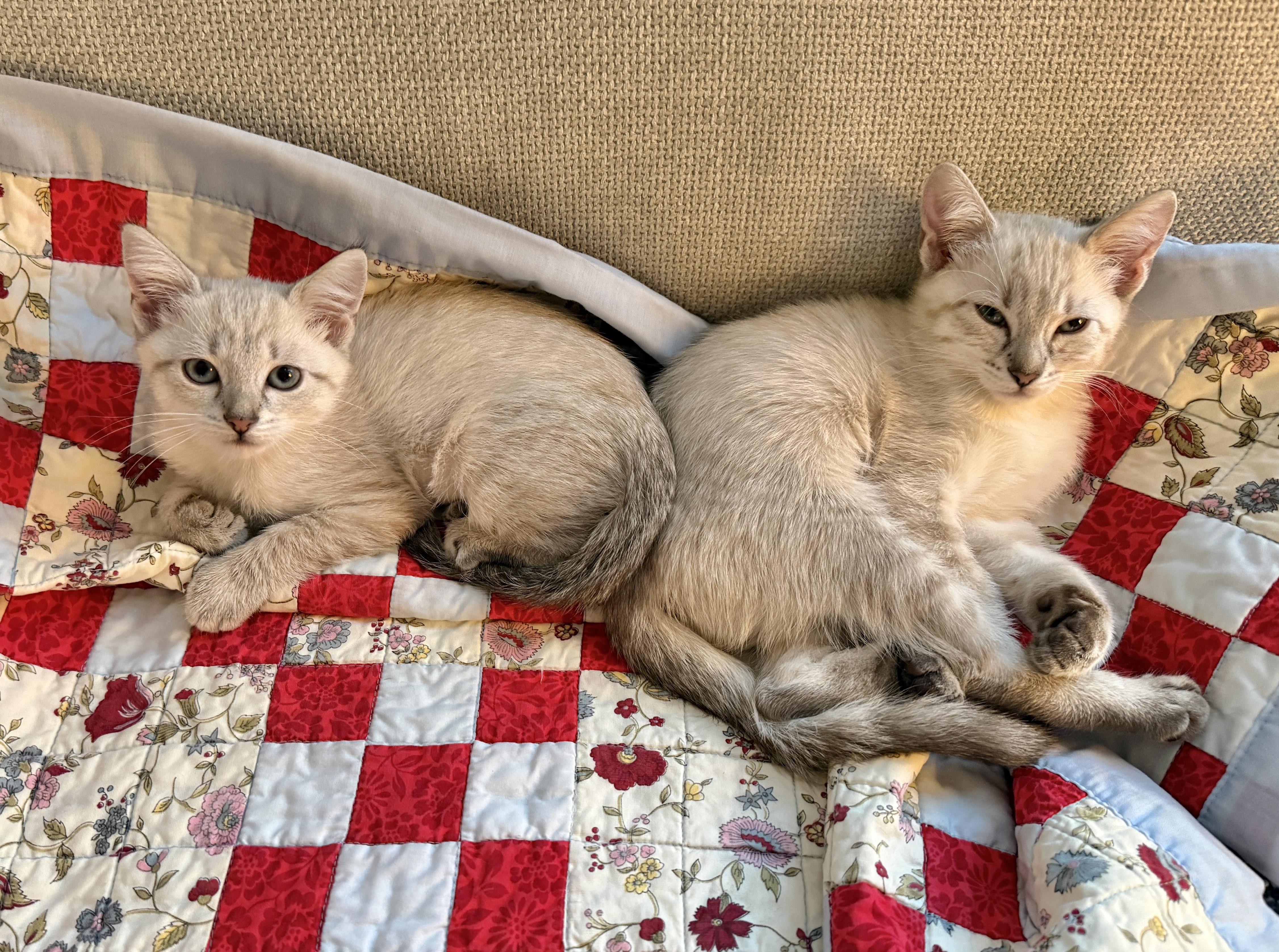 Enlarge Ivy & Bean - BONDED PAIR, a Adopted mixed breed in San Jose, CA image 3/4
