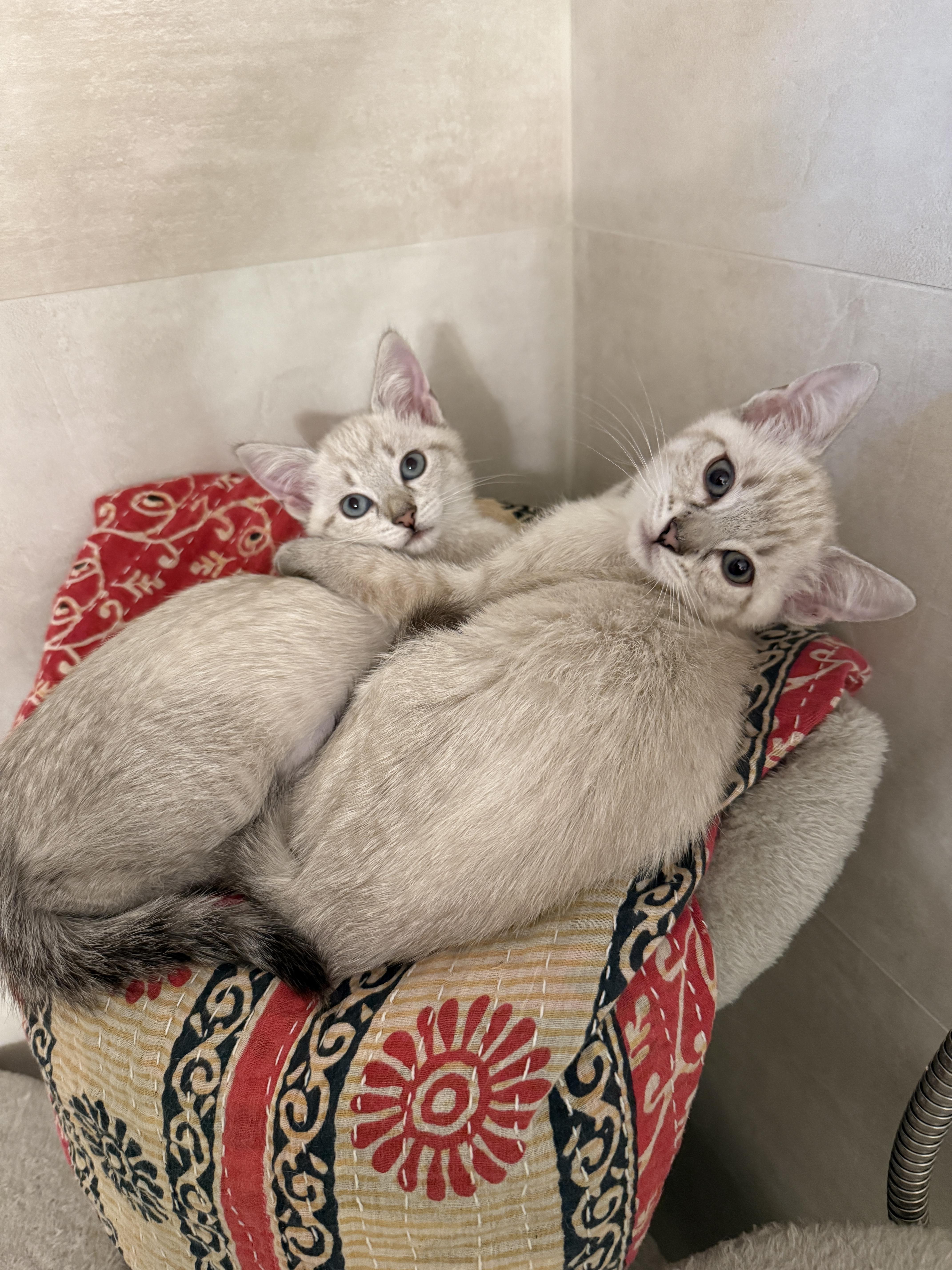Enlarge Ivy & Bean - BONDED PAIR, a Adopted mixed breed in San Jose, CA image 2/4