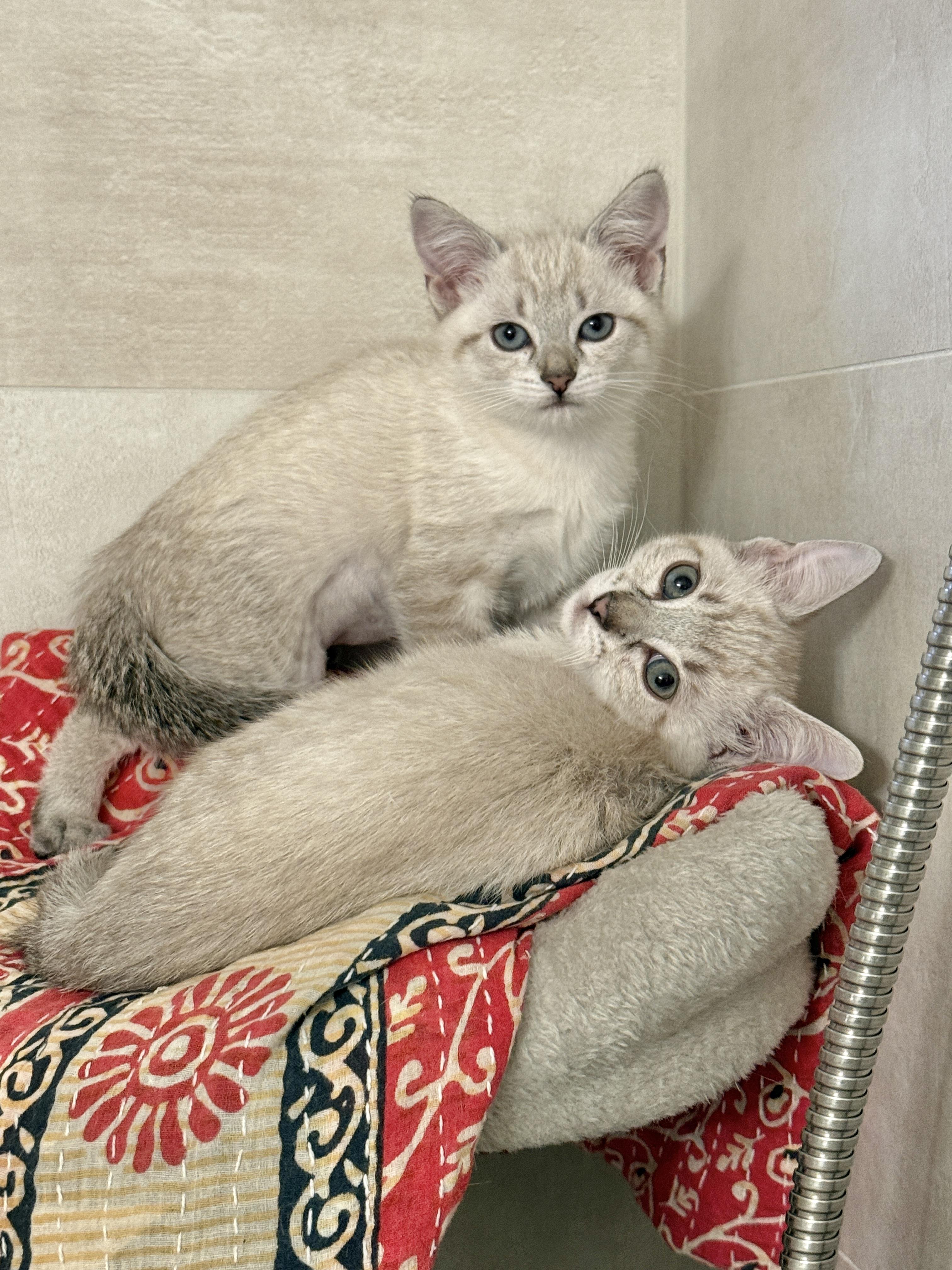 Ivy & Bean - BONDED PAIR, Adopted, Kitten Female Domestic Short Hair.