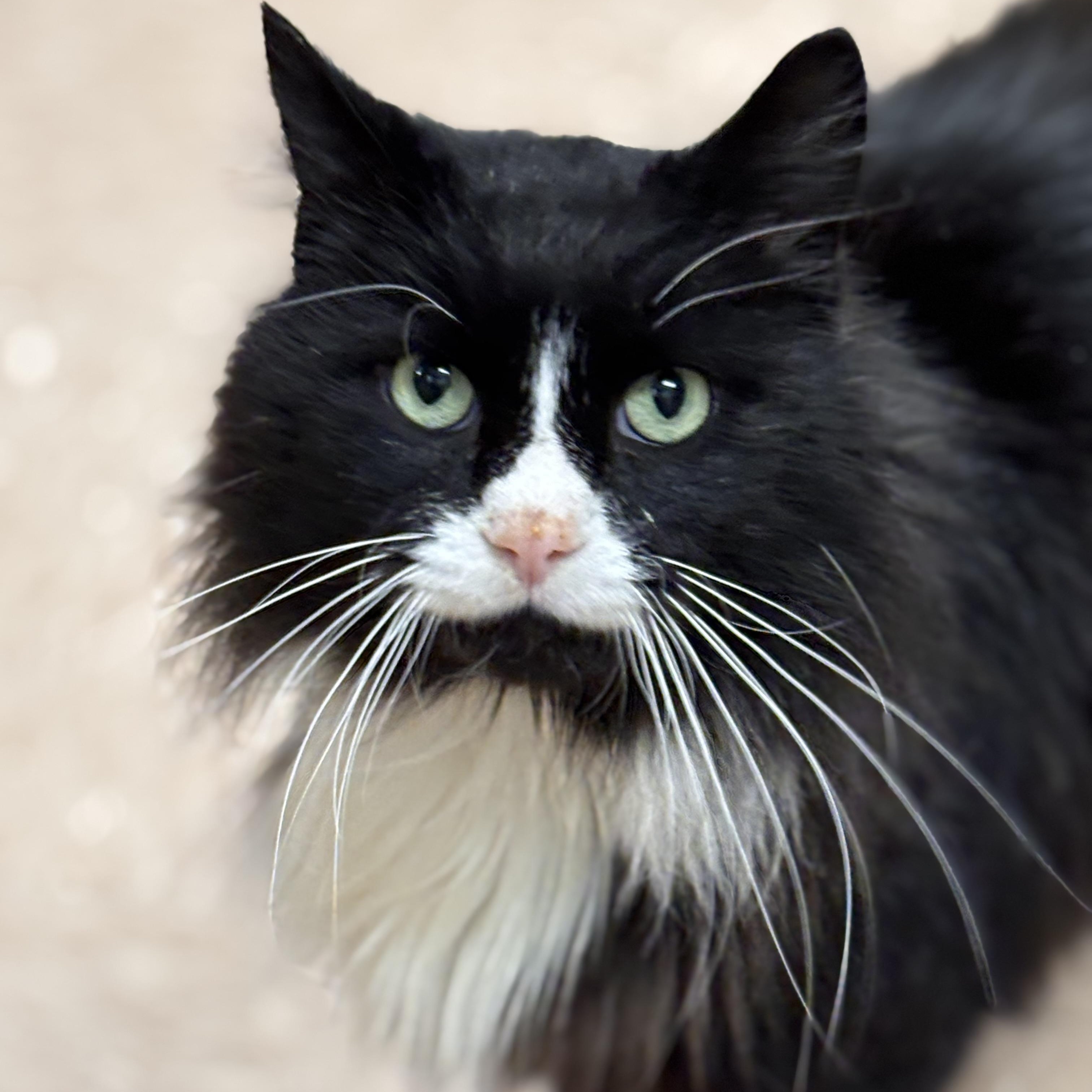 Oreo, Adoptable, Adult Male Domestic Long Hair.