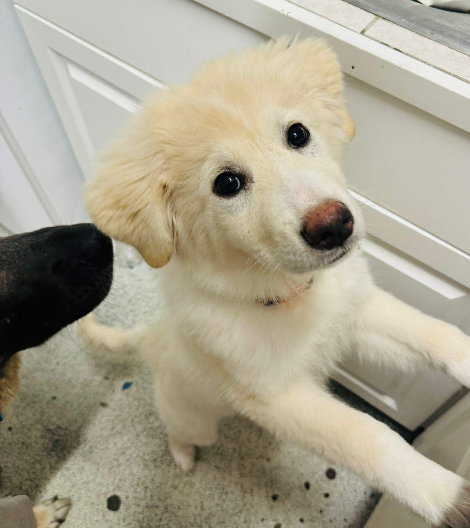 Bailey, ADOPTABLE, Puppy Female Great Pyrenees.