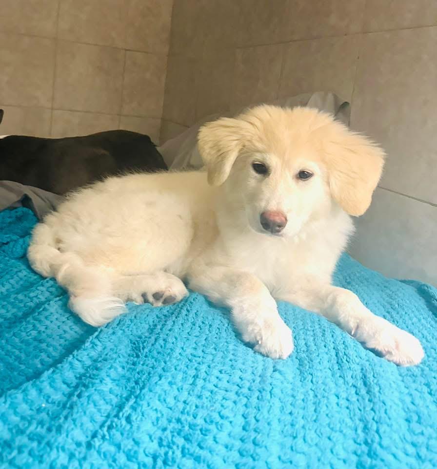Bailey, a ADOPTABLE Great Pyrenees in Palm City, FL image 2/4