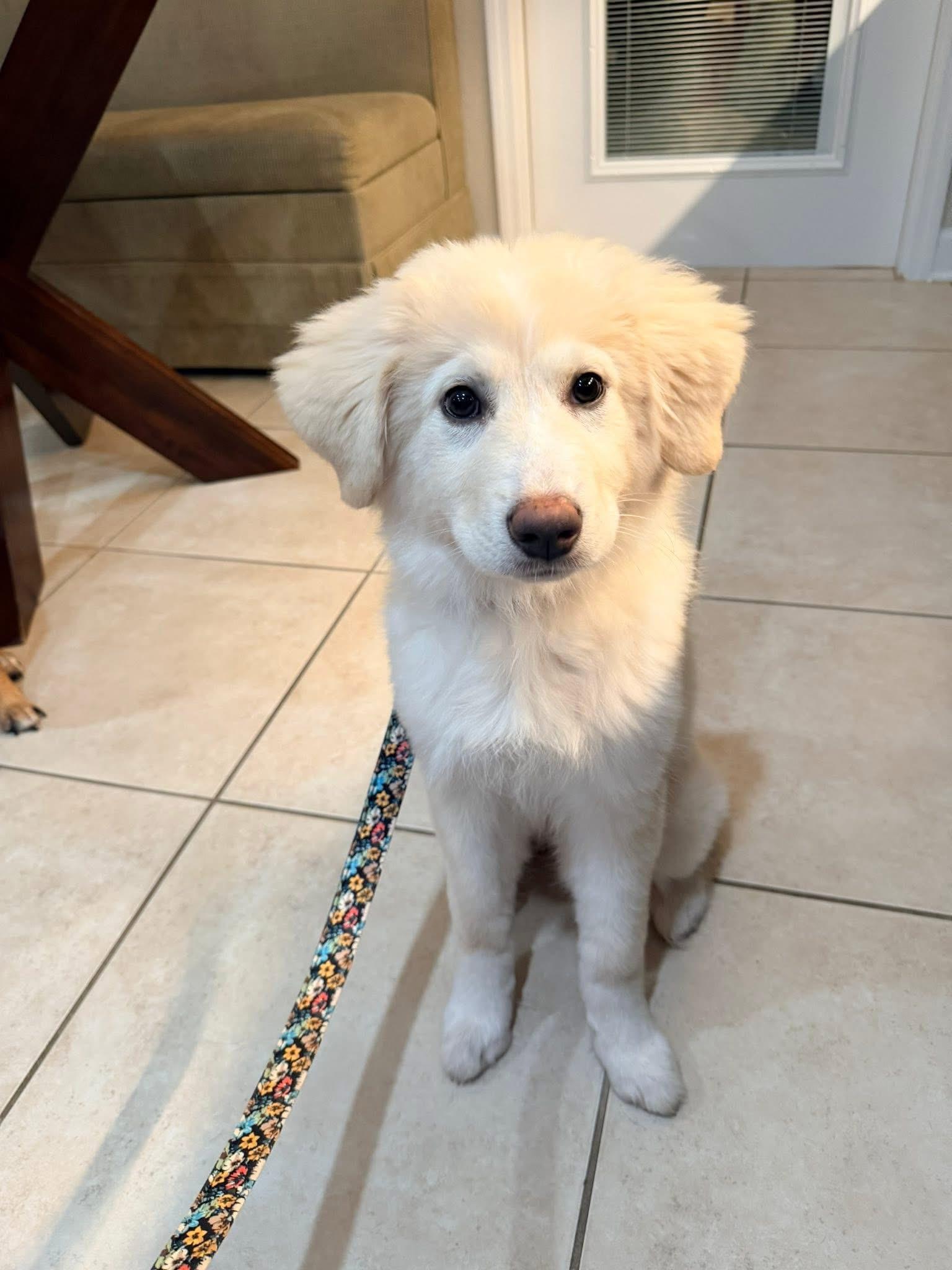 Bailey, a ADOPTABLE Great Pyrenees in Palm City, FL image 3/4