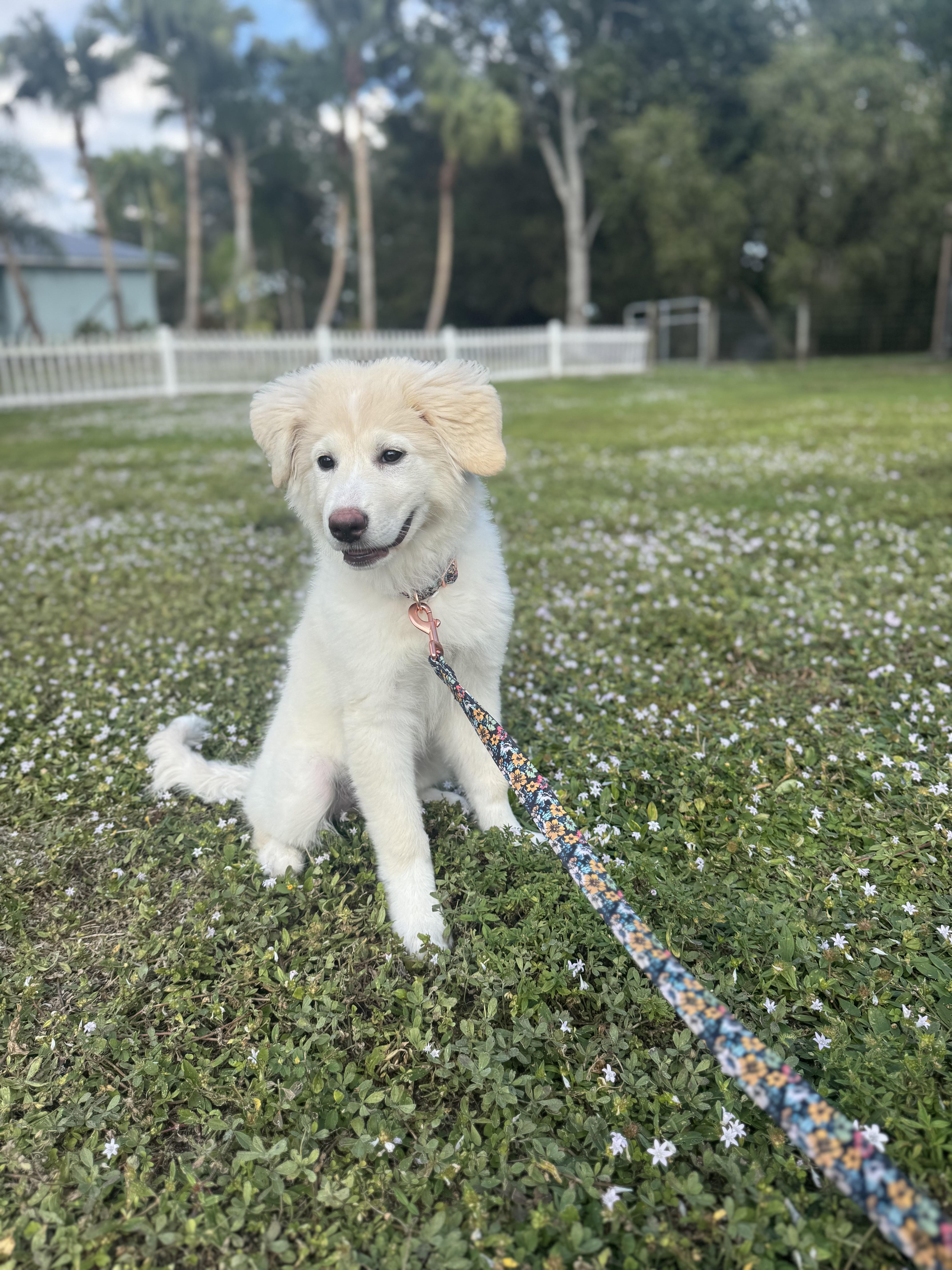 Bailey, a ADOPTABLE Great Pyrenees in Palm City, FL image 4/4