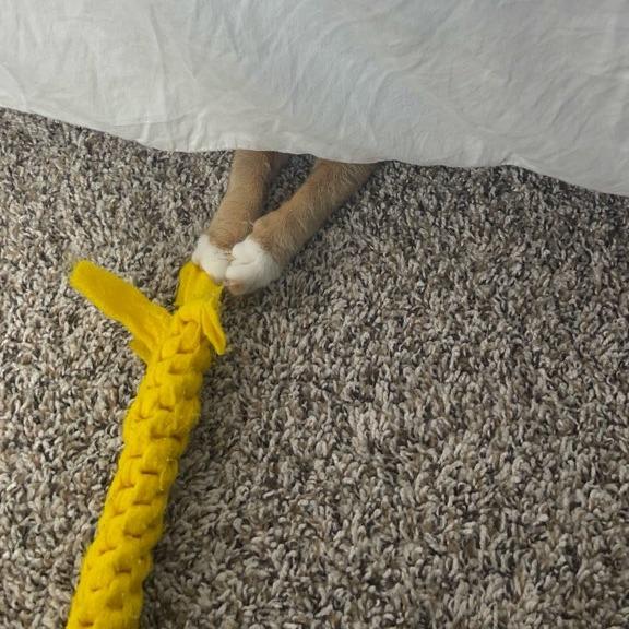 Rajah, Adoptable, Young Female Domestic Short Hair.