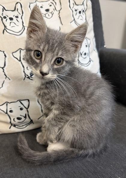 Aster Leach, Adoptable, Kitten Male Domestic Short Hair & Domestic Short Hair.