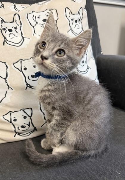 Aster, Adoptable, Kitten Male Domestic Short Hair & Domestic Short Hair.