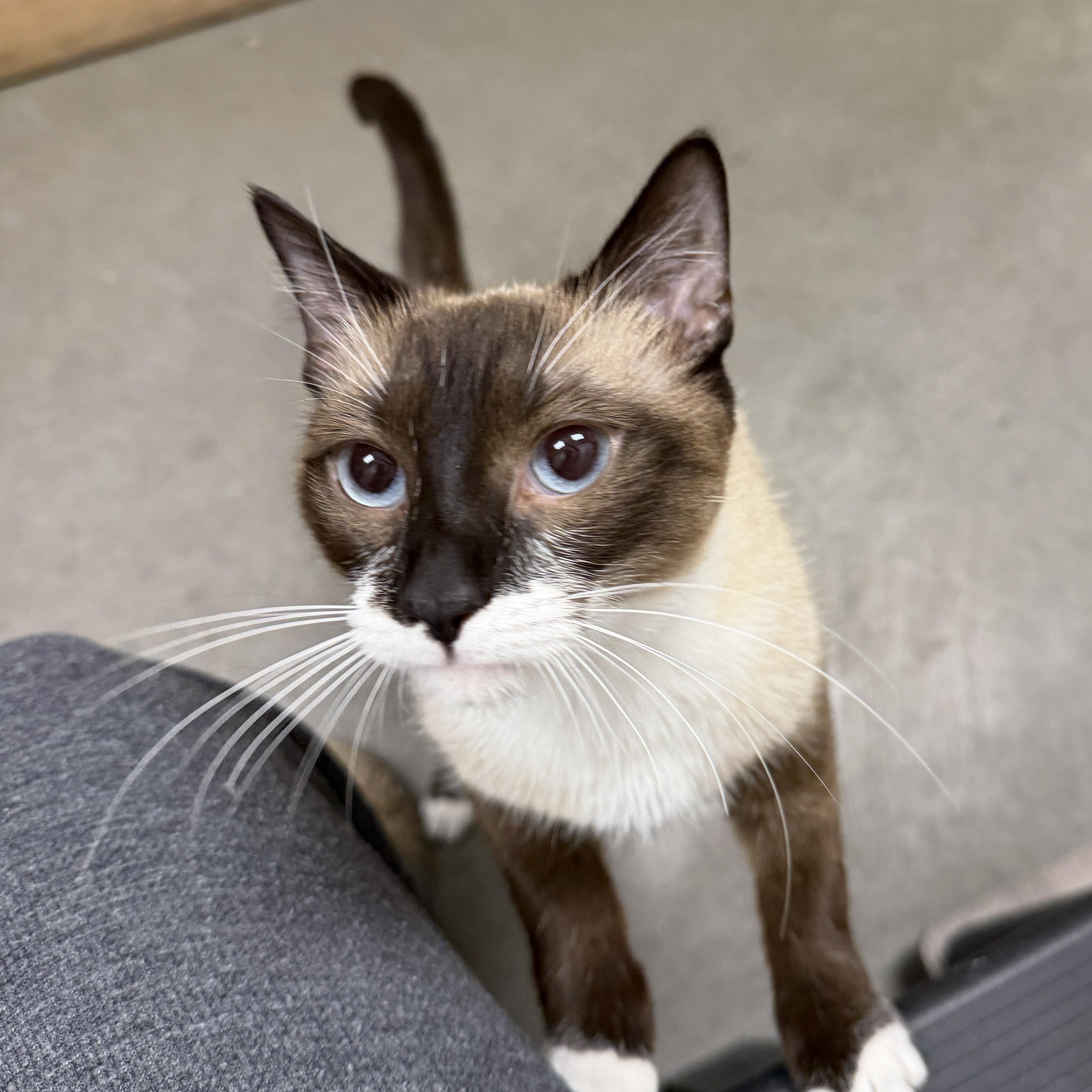 Macaroni, adoptable, Young Female Domestic Short Hair & Siamese.