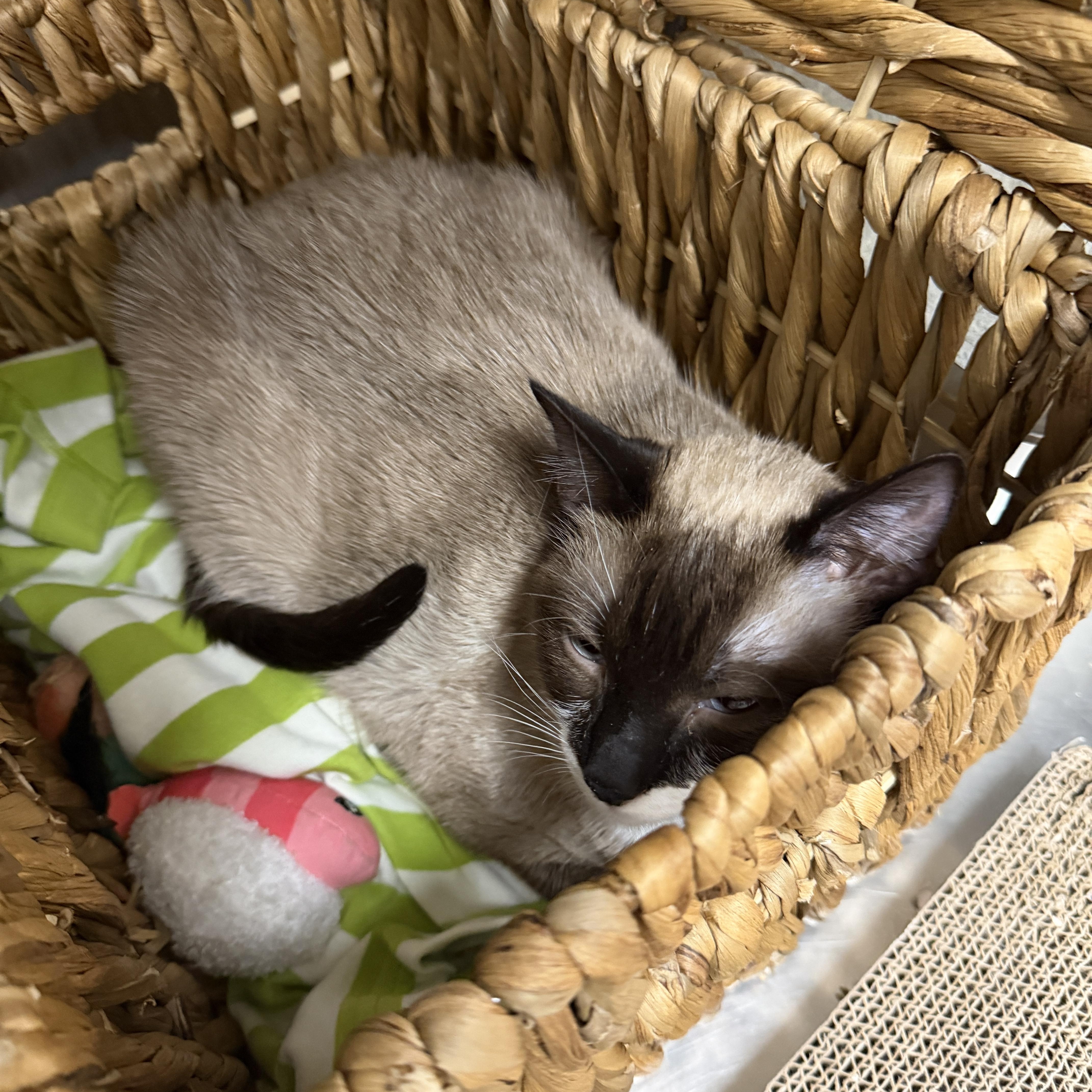 Enlarge Macaroni, an adoptable mixed breed in Chandler, AZ image 2/3