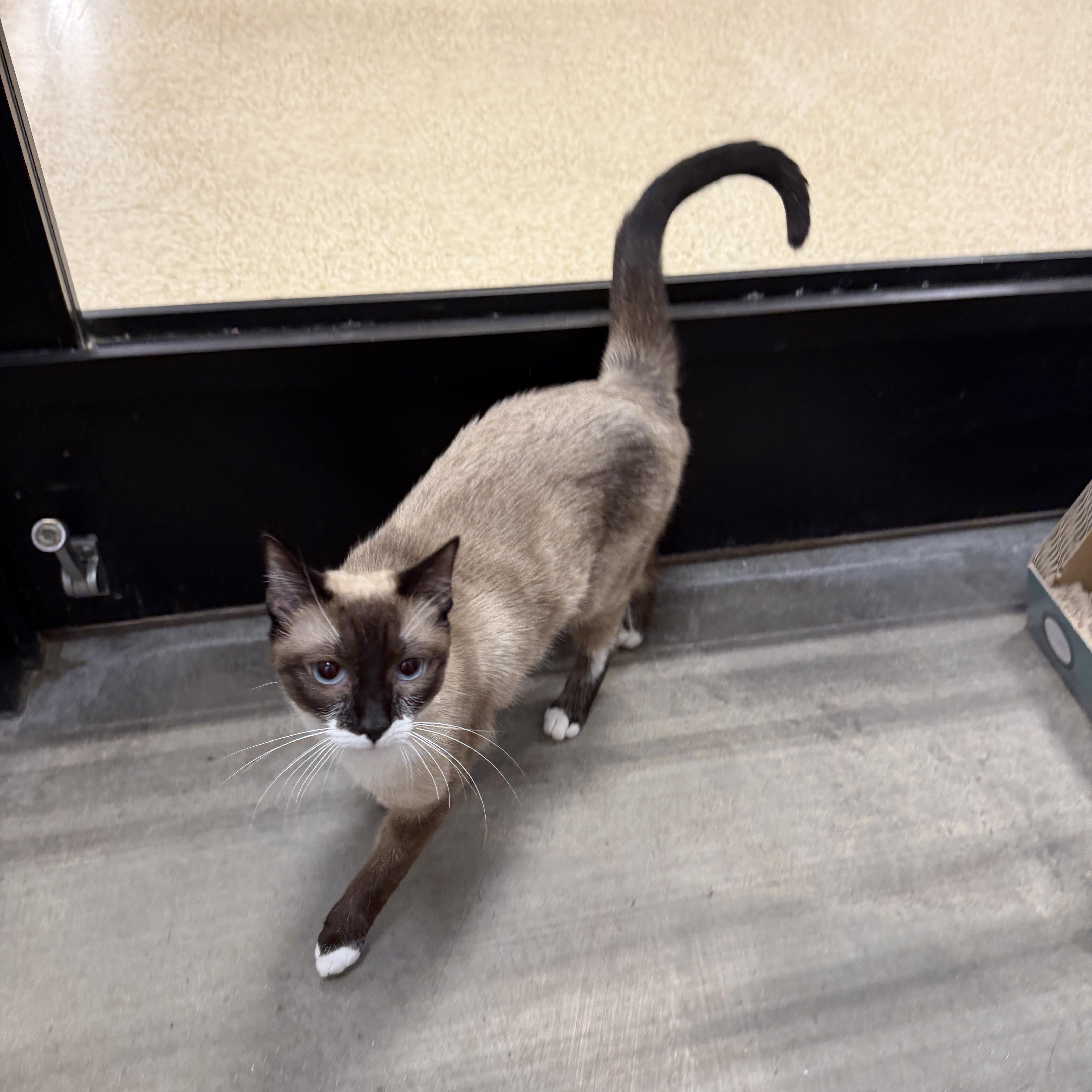 Enlarge Macaroni, an adoptable mixed breed in Chandler, AZ image 3/3