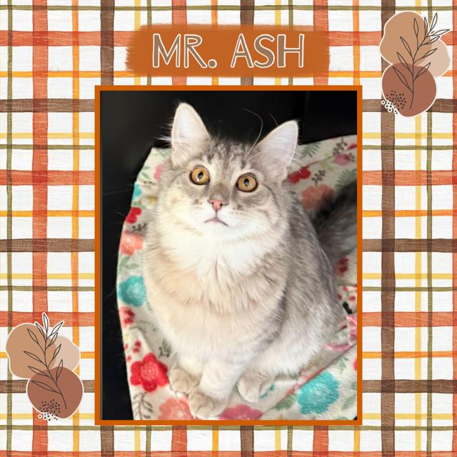 Ash, adopted, Young Male Domestic Long Hair.