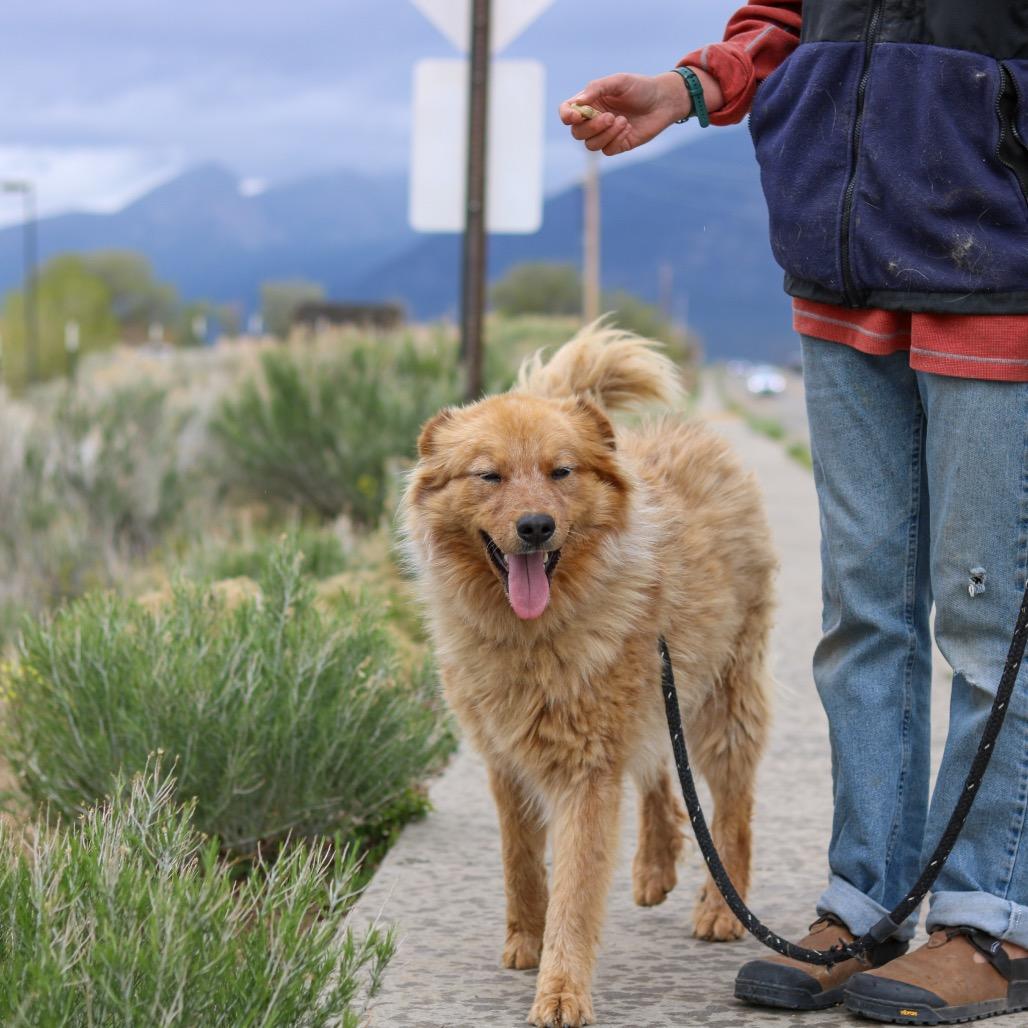 Bernard, Adoptable, Young Male Shepherd & Husky.