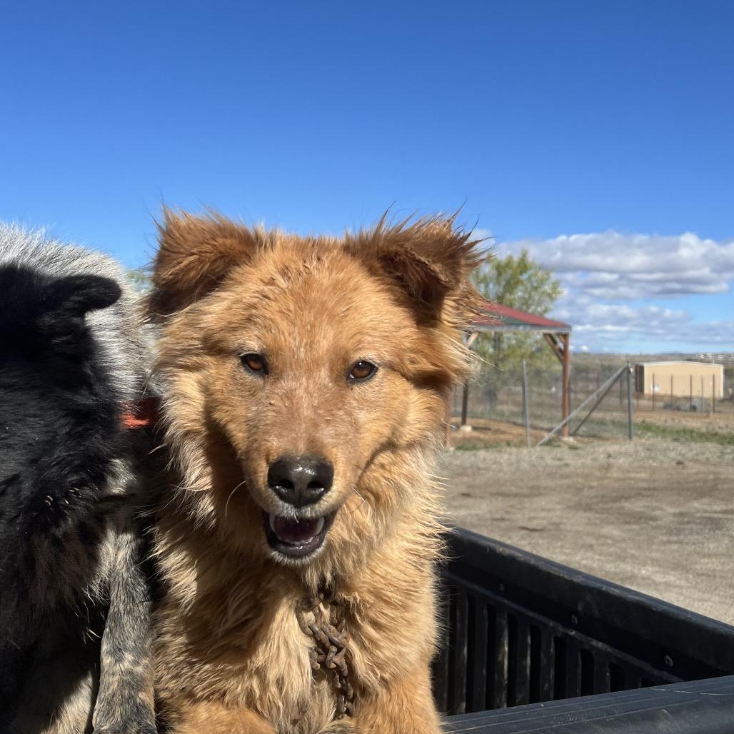 Bernard, Adoptable, Young Male Shepherd & Husky.
