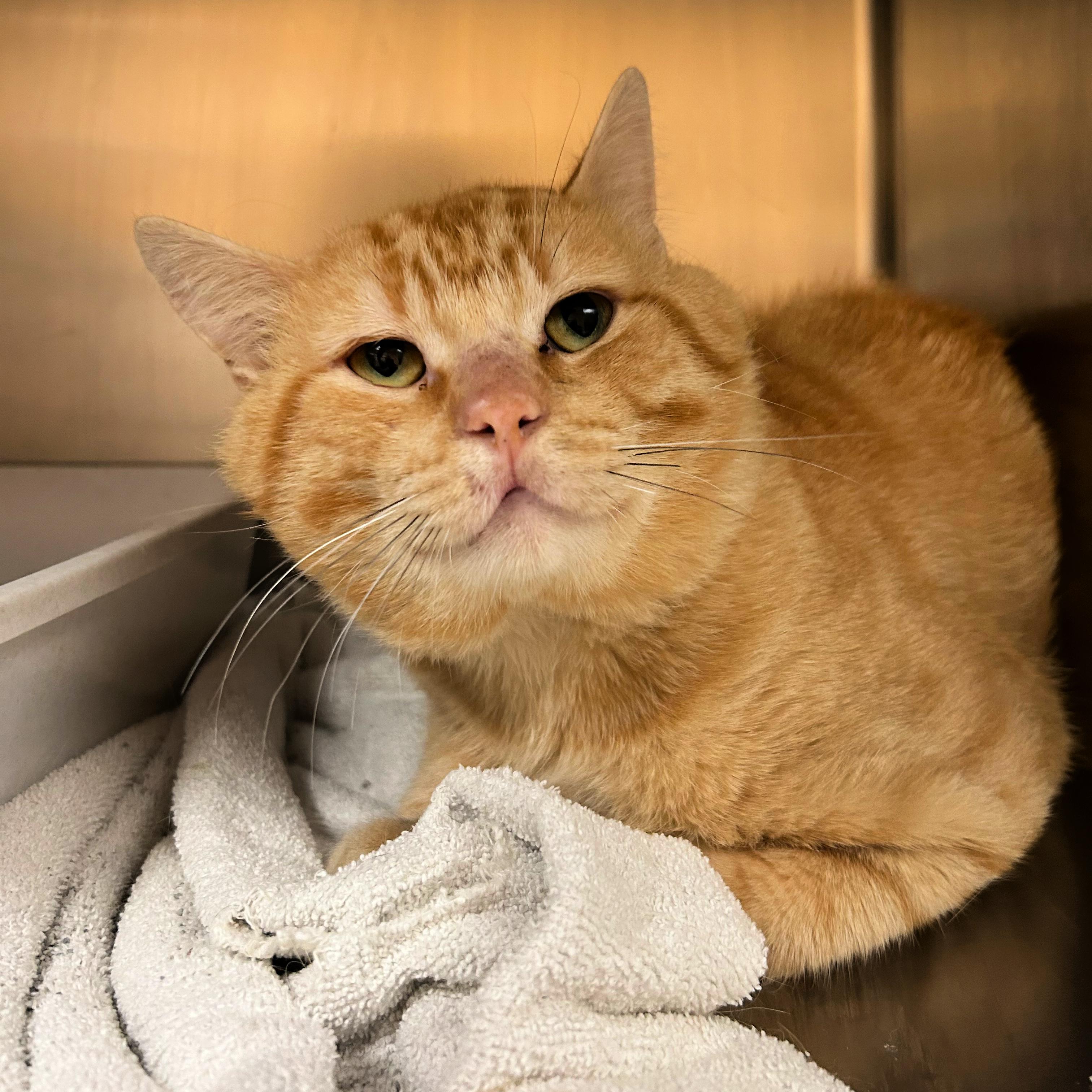 Enlarge Garfield, a ADOPTABLE mixed breed in Lindon, UT image 1/1