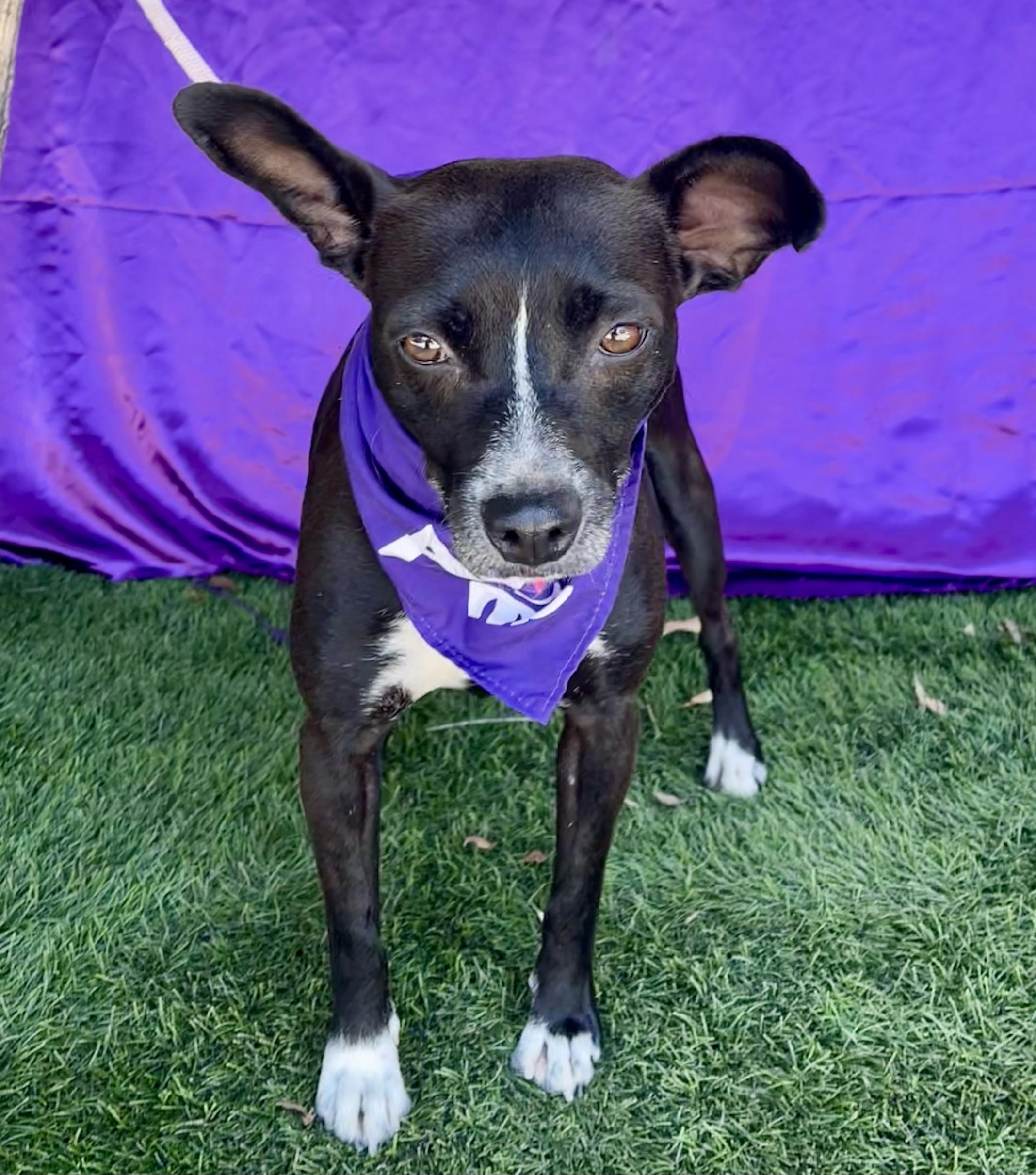DARLA, a ADOPTABLE mixed breed in Rowland Heights, CA image 1/2