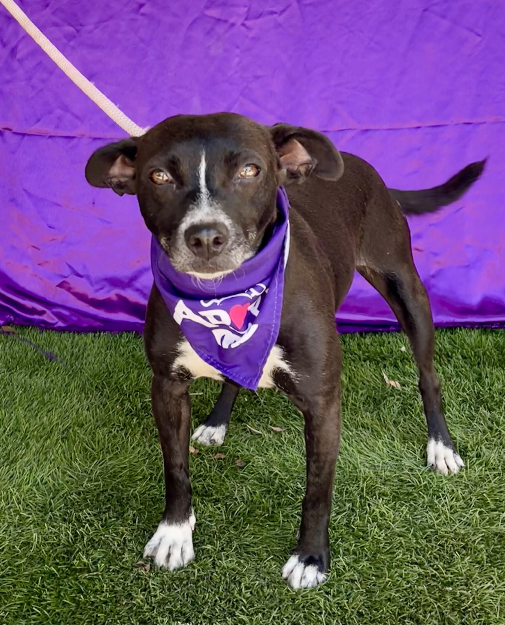 DARLA, a ADOPTABLE mixed breed in Rowland Heights, CA image 2/2