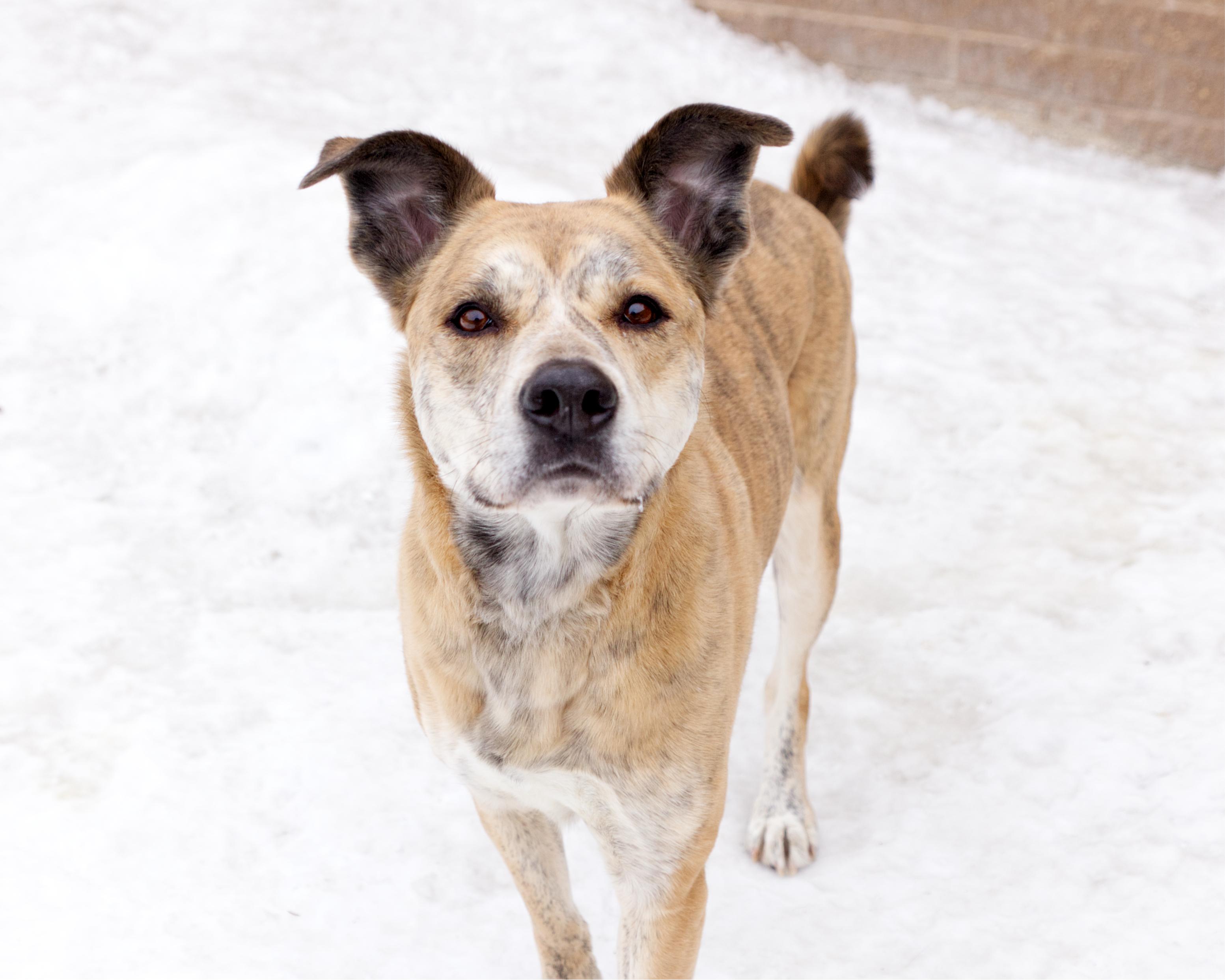 Enlarge Tara, a Adoptable mixed breed in Winnipeg, MB image 3/6
