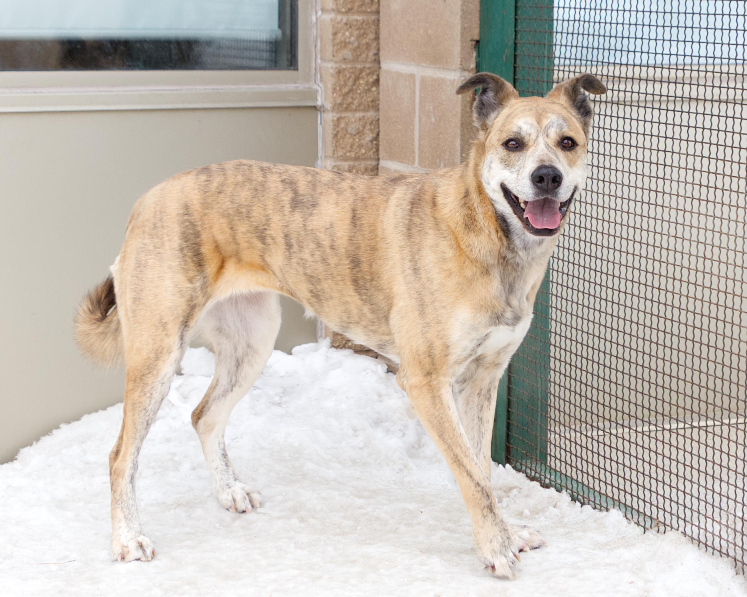 Enlarge Tara, a Adoptable mixed breed in Winnipeg, MB image 2/6