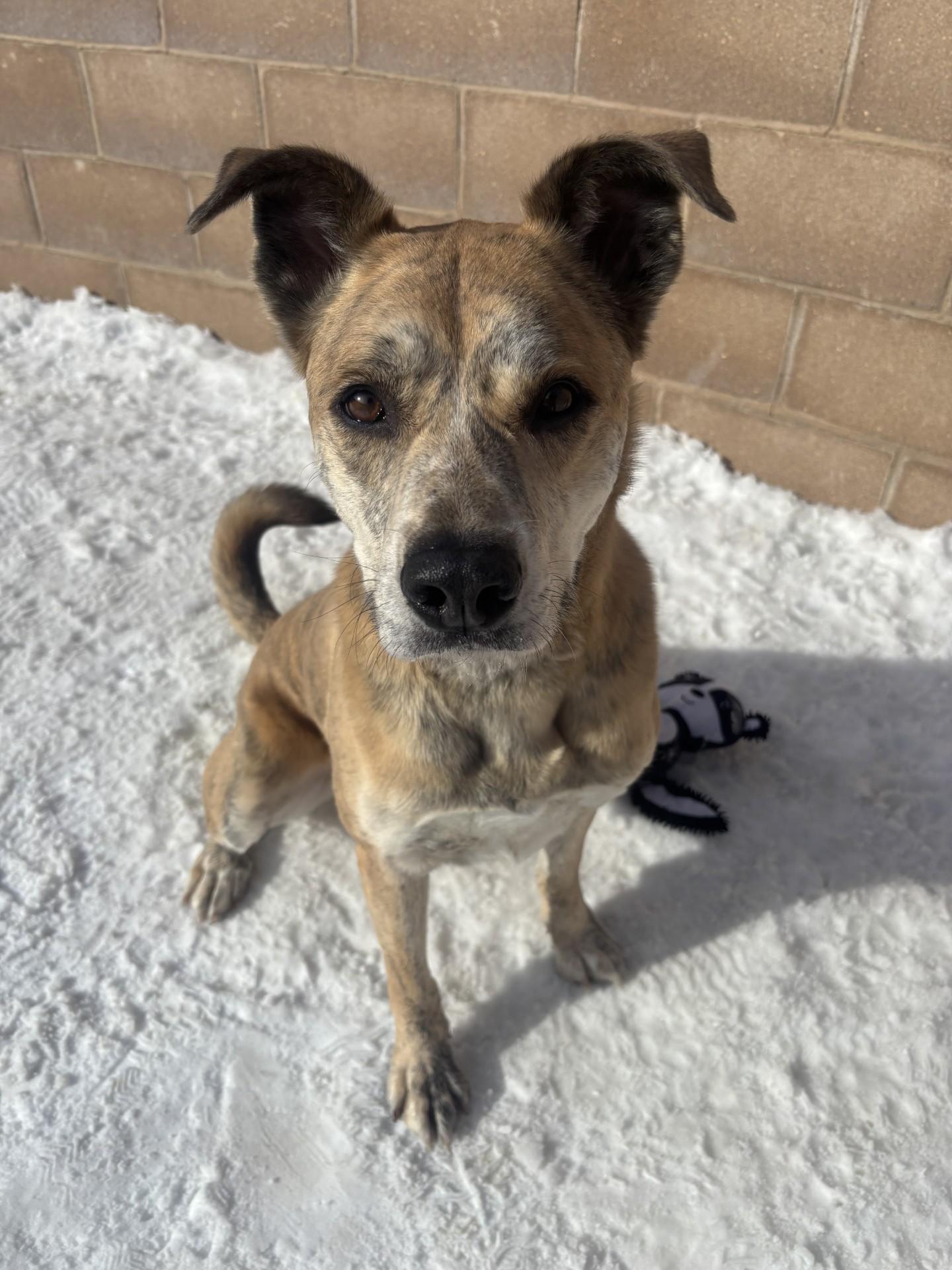 Tara, Adoptable, Adult Female Akita.