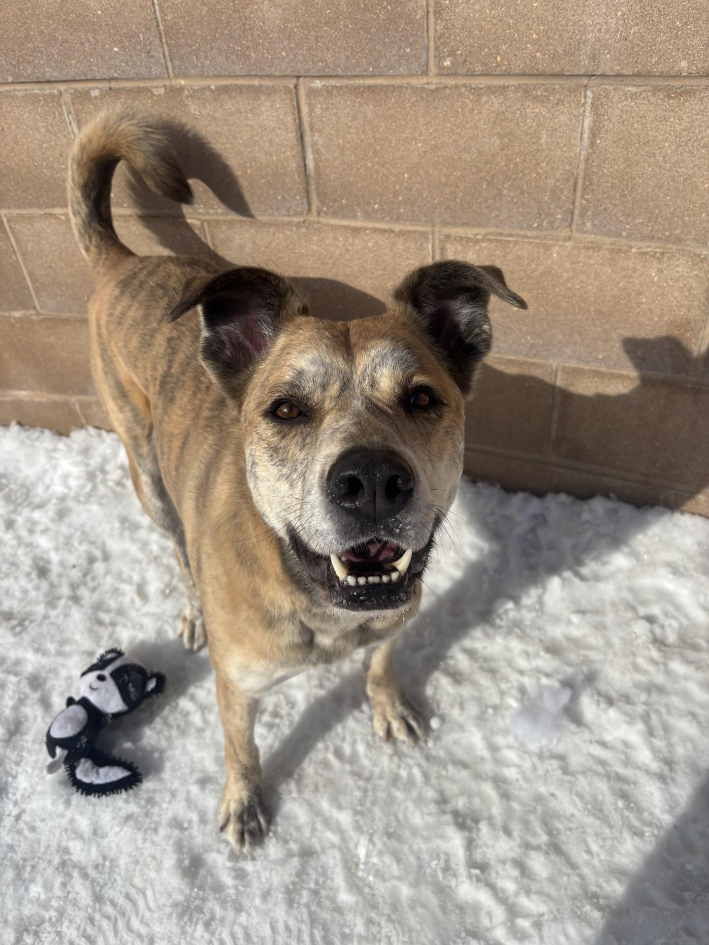 Enlarge Tara, a Adoptable mixed breed in Winnipeg, MB image 2/3