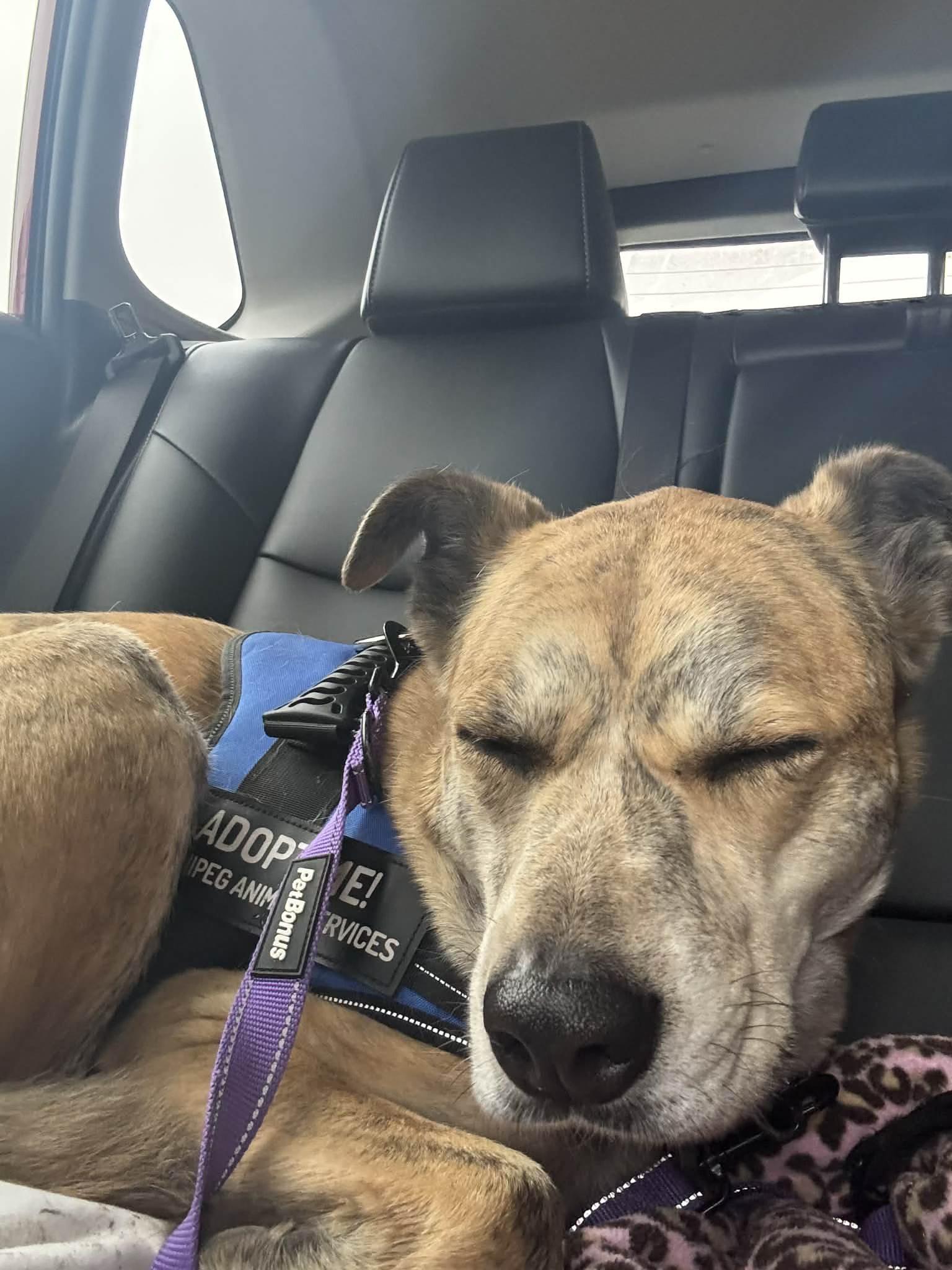 Enlarge Tara, a Adoptable mixed breed in Winnipeg, MB image 5/6