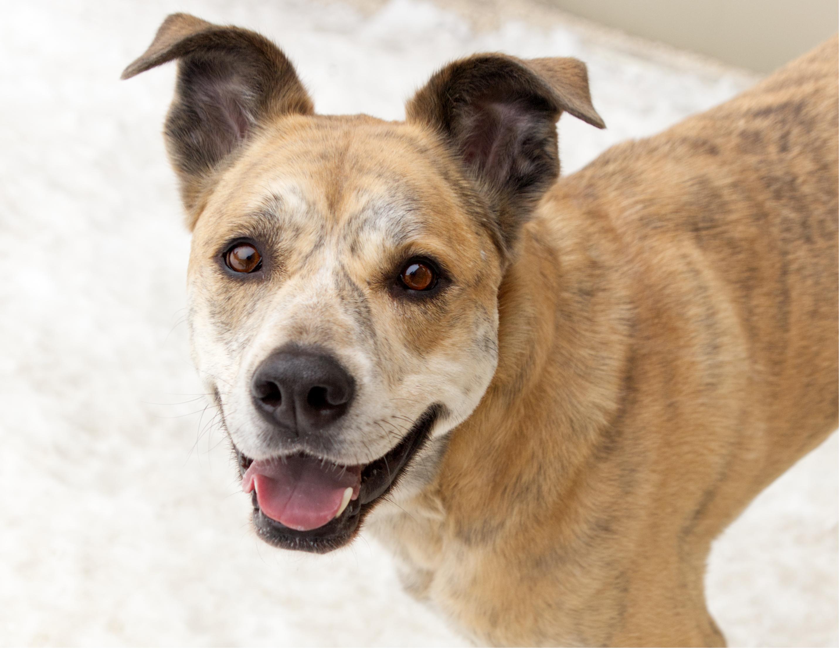 Enlarge Tara, a Adoptable mixed breed in Winnipeg, MB image 1/6