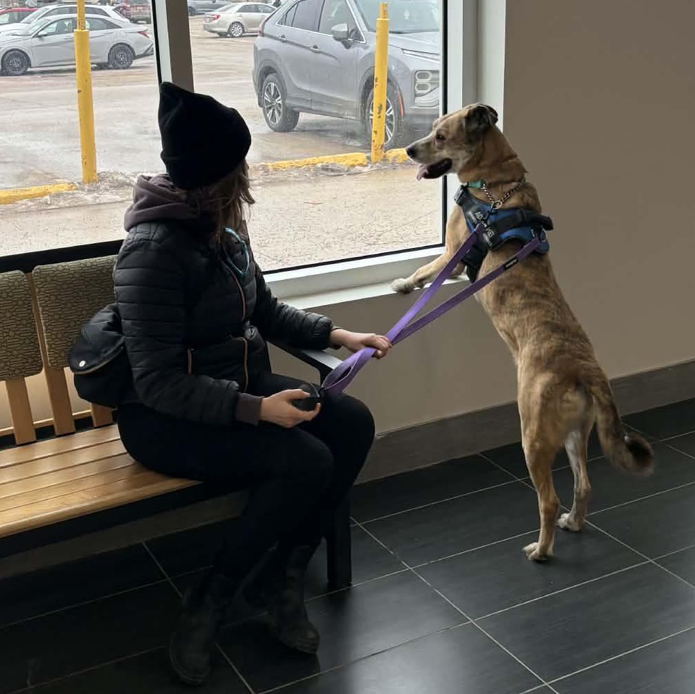 Enlarge Tara, a Adoptable mixed breed in Winnipeg, MB image 6/6