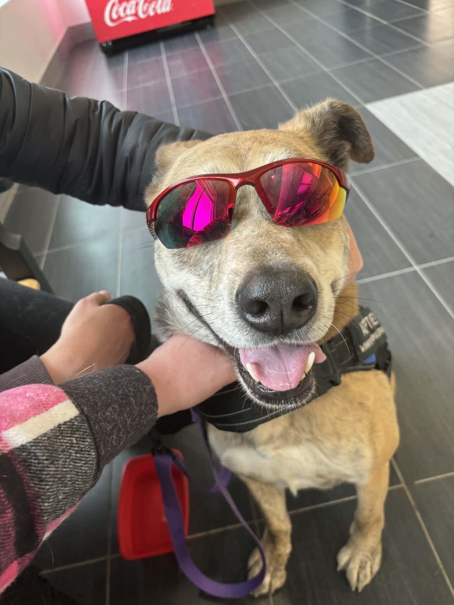 Enlarge Tara, a Adoptable mixed breed in Winnipeg, MB image 4/6