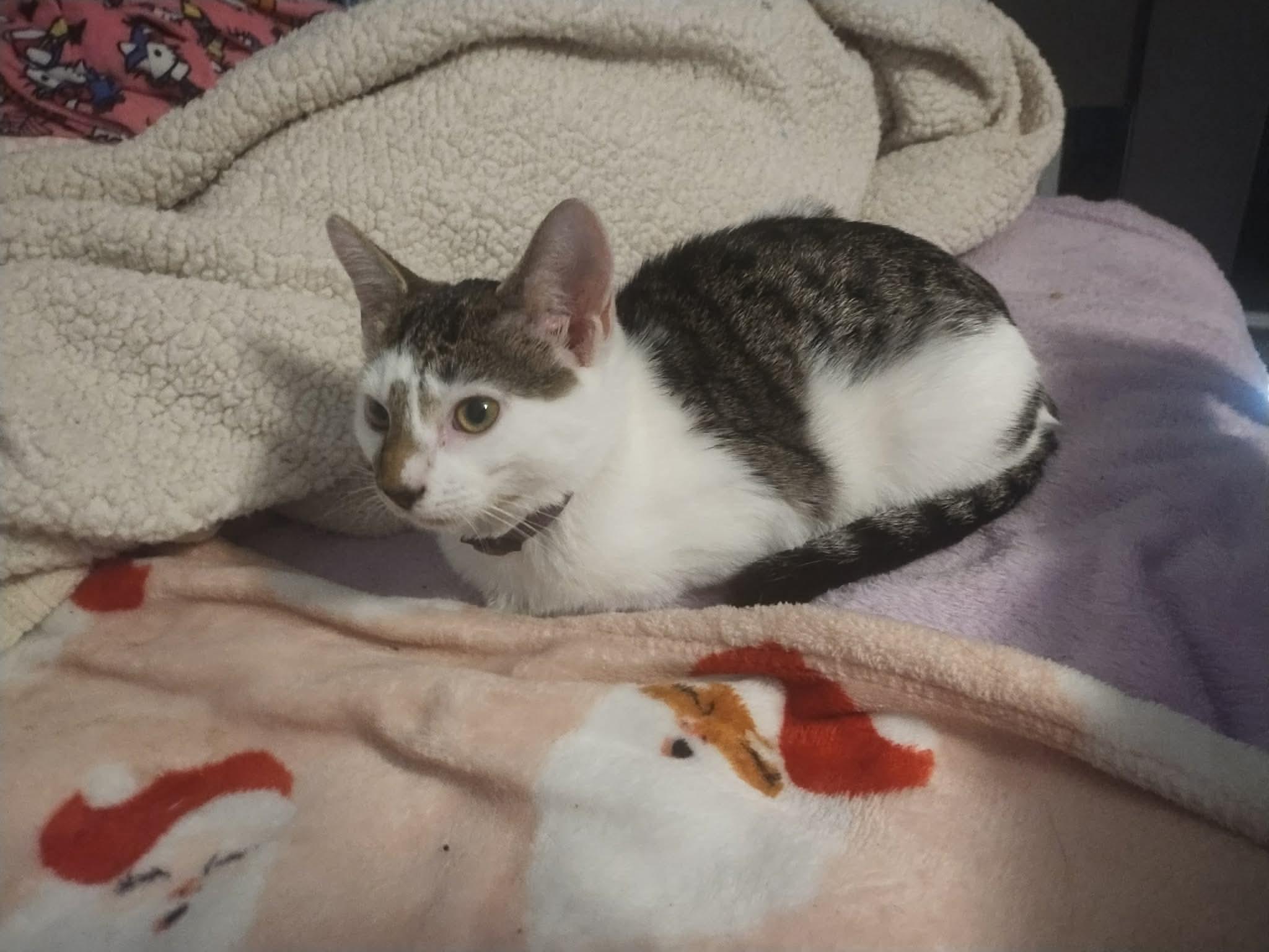 Enlarge Sushi, a Adoptable Domestic Short Hair in Woonsocket, RI image 6/6